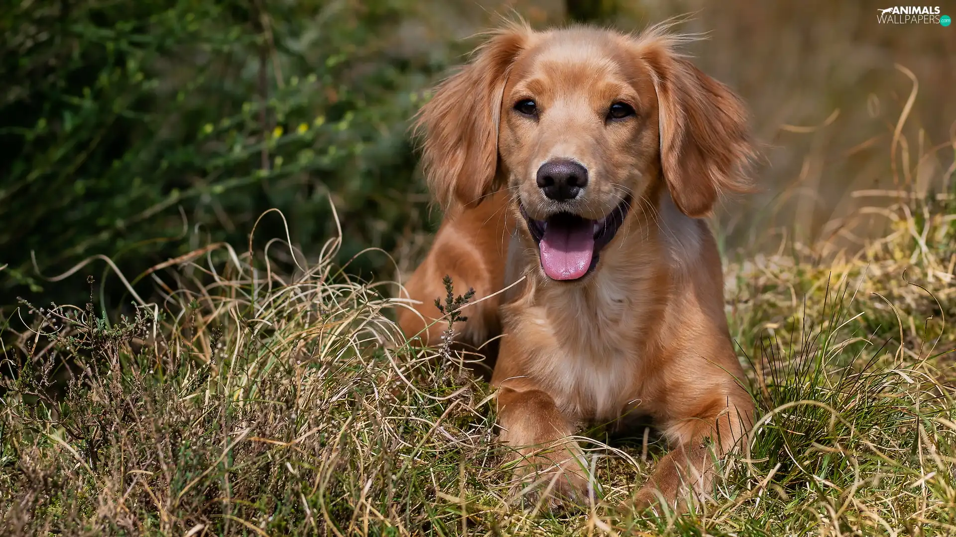 lying, Puppy, grass, dog