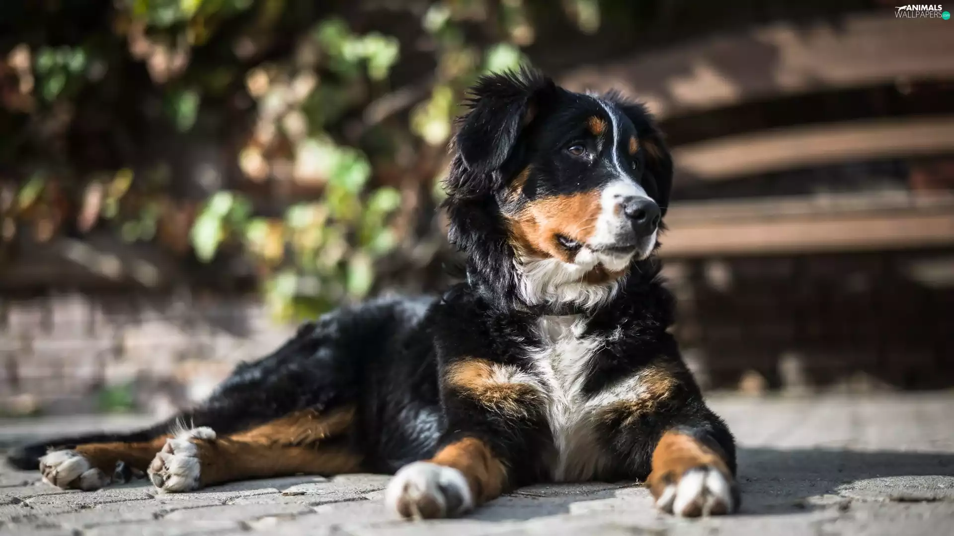 lying, Bernese Mountain Dog