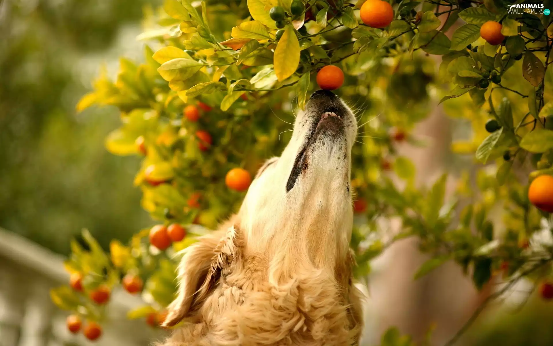 dog, mandarin