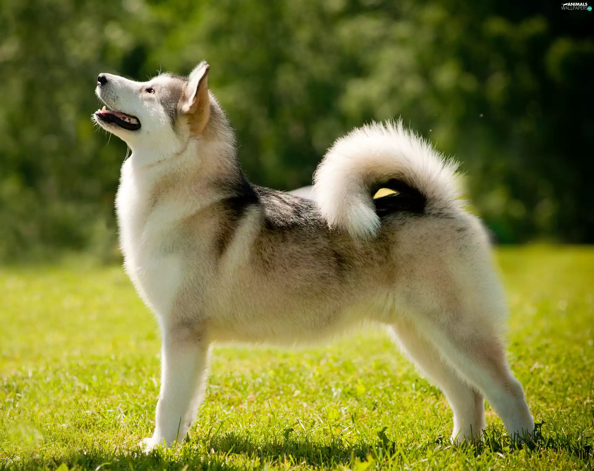 Meadow, Alaskan Malamute, dog