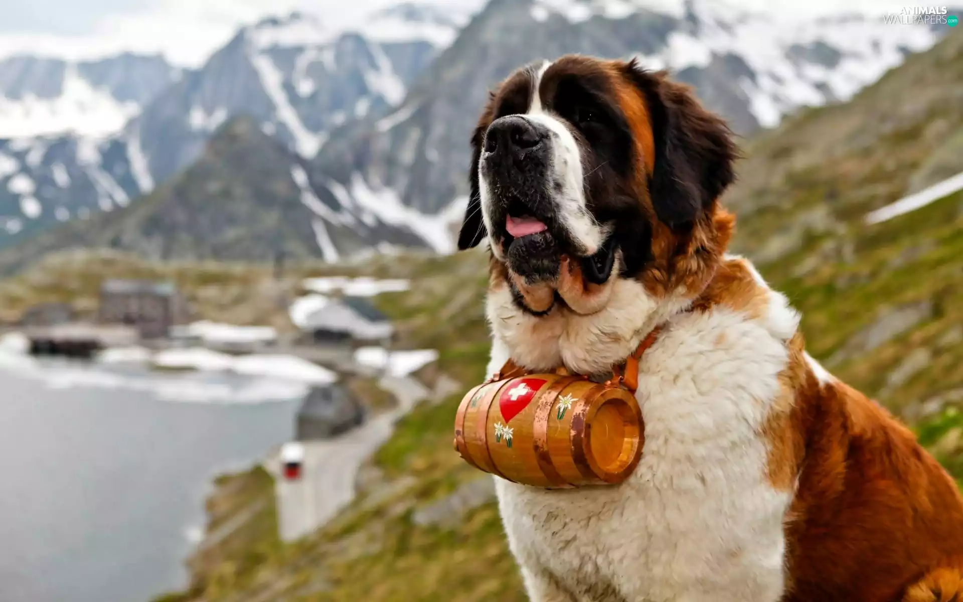 Mountains, Bernard, barrel, dog