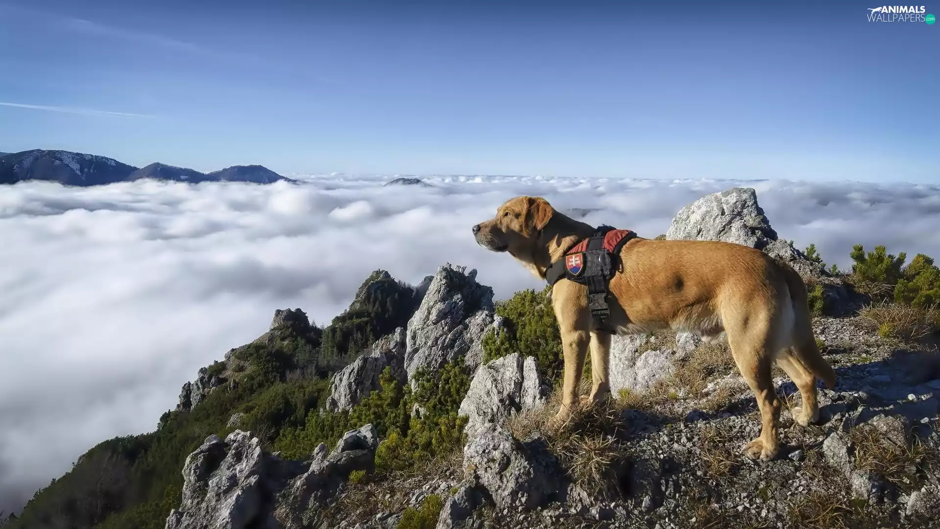 Mountains, rocks, clouds, dog