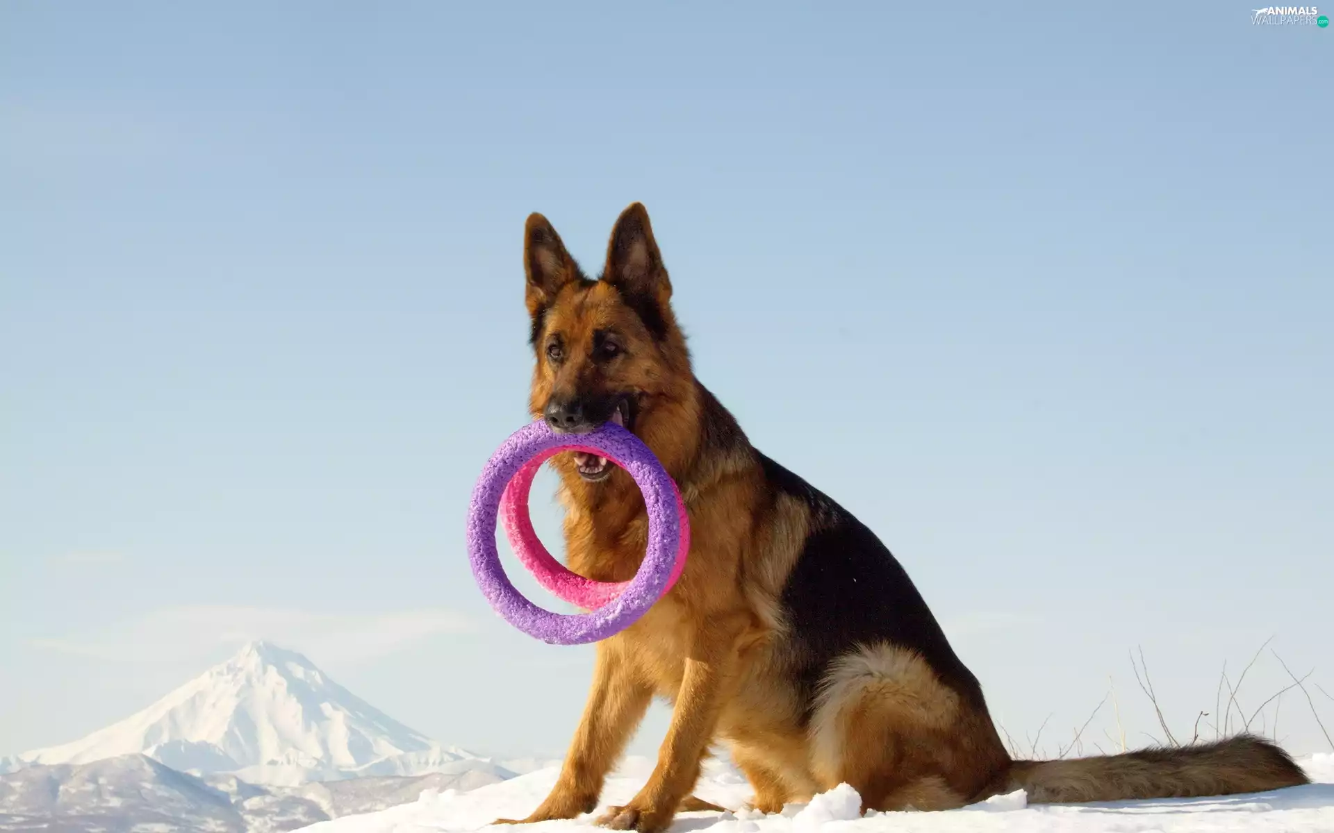 sheep-dog, Mountains, winter, toy