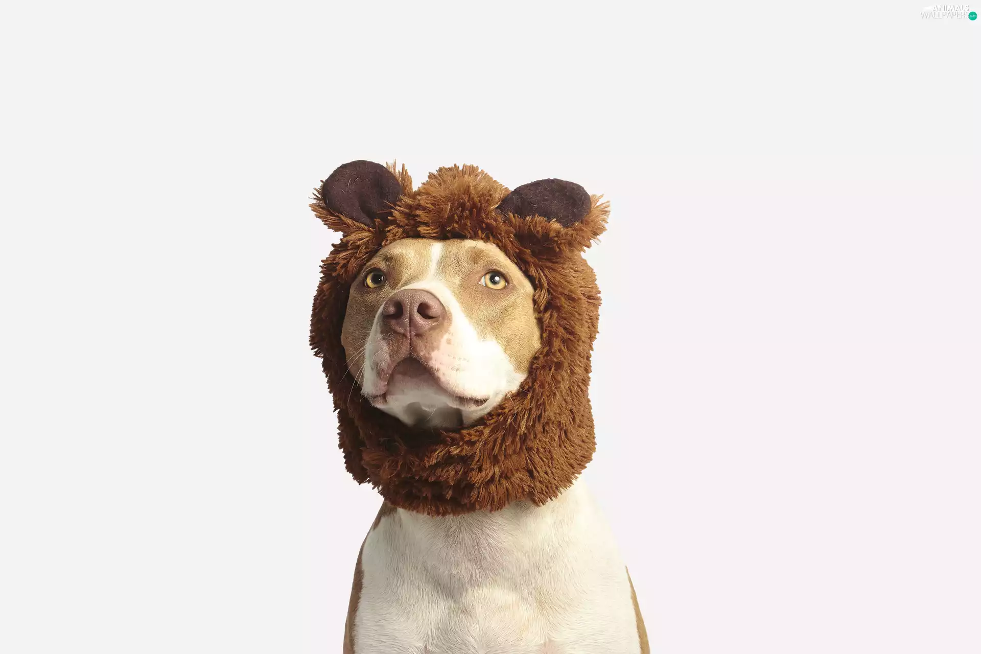 Hat, dog, Pit Bull Terrier