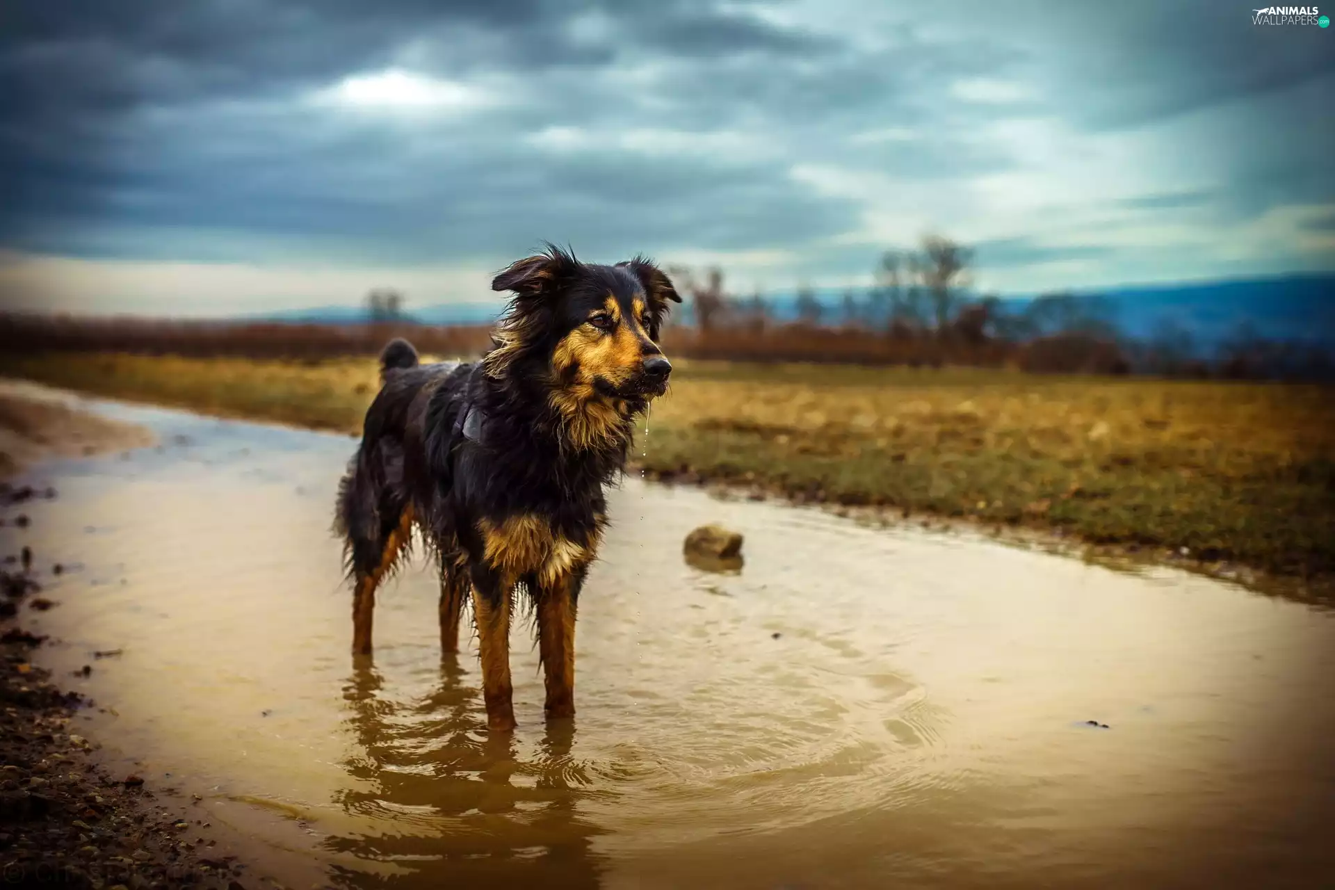 dog, puddle