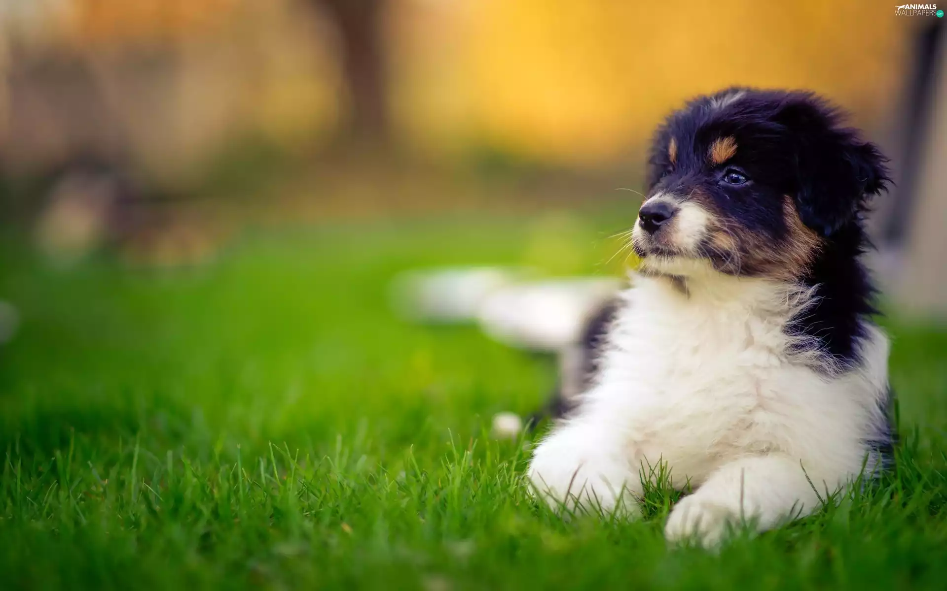 sheep-dog, Puppy, Meadow, Australian