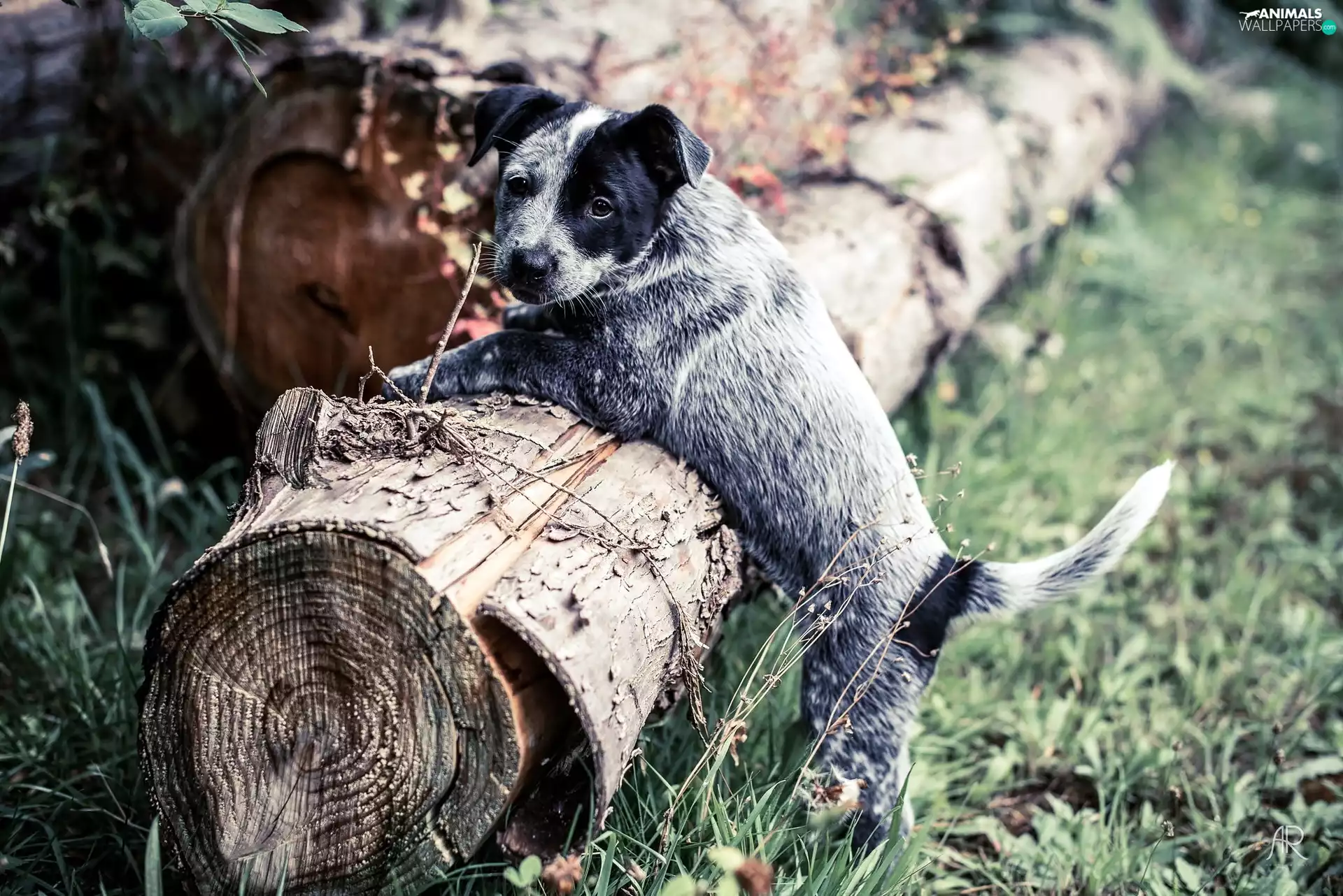 dog, Australian cattle dog, trunk, Puppy