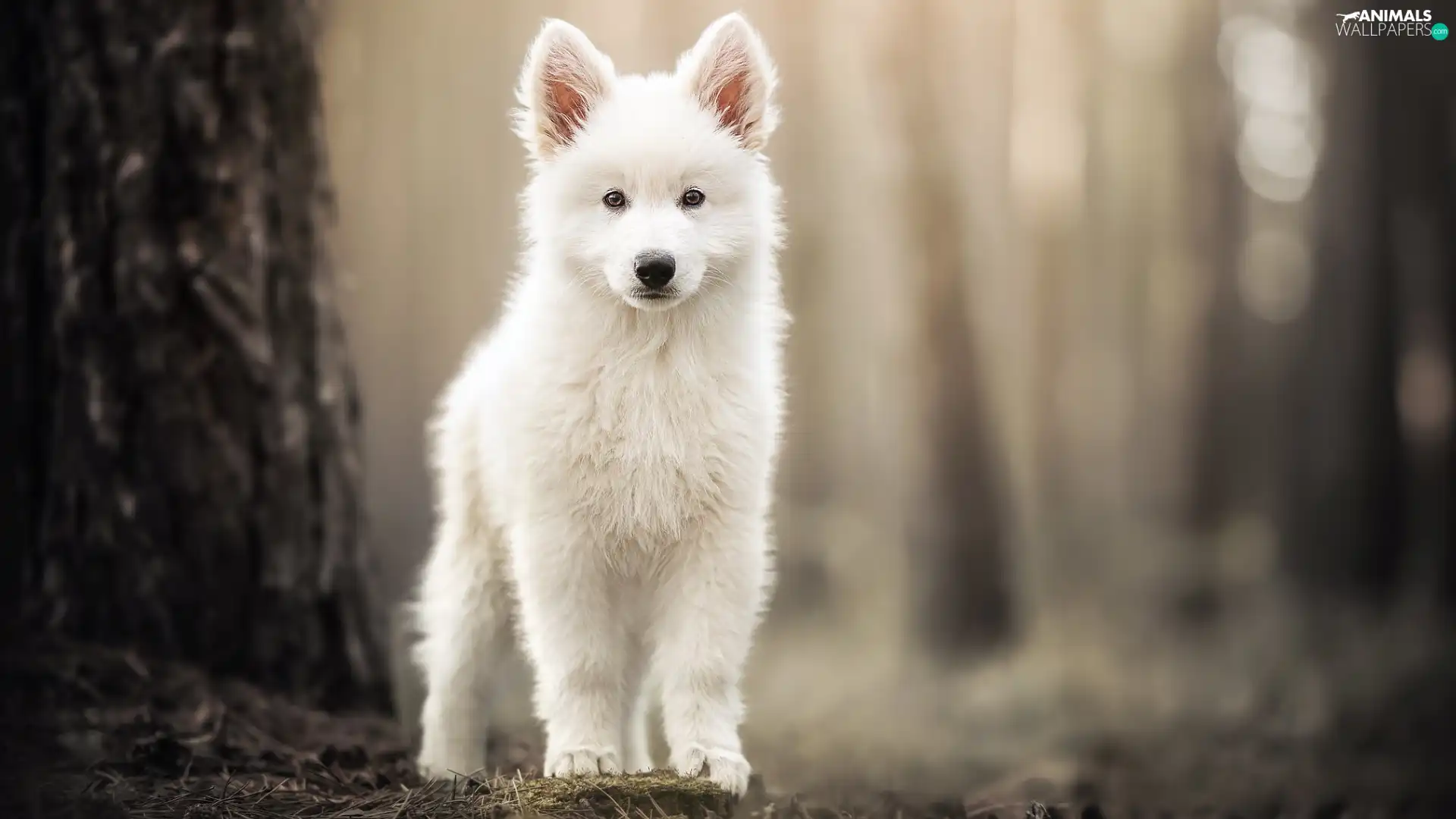 standing, ears, Puppy, dog, White Swiss Shepherd