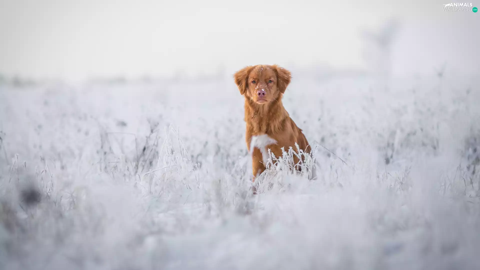 snow, dog, Retriever Nova Scotia