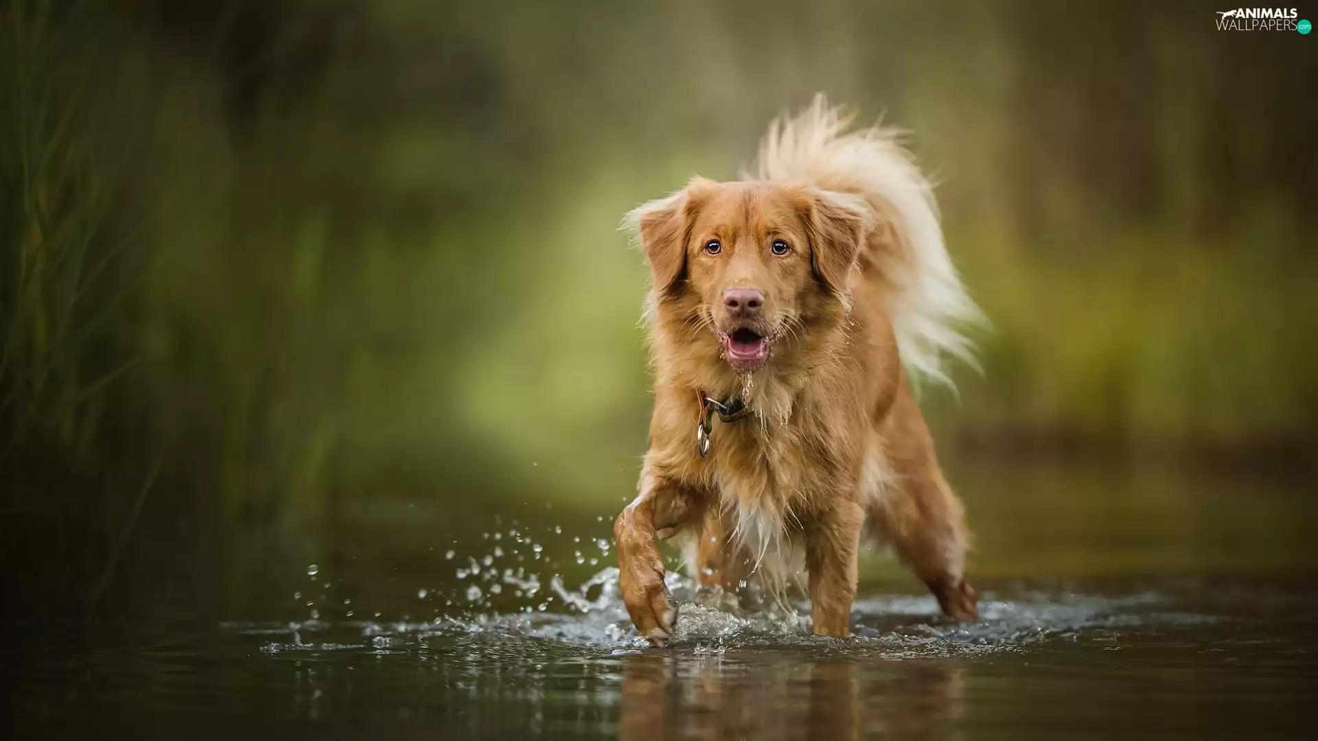 water, dog, Retriever Nova Scotia