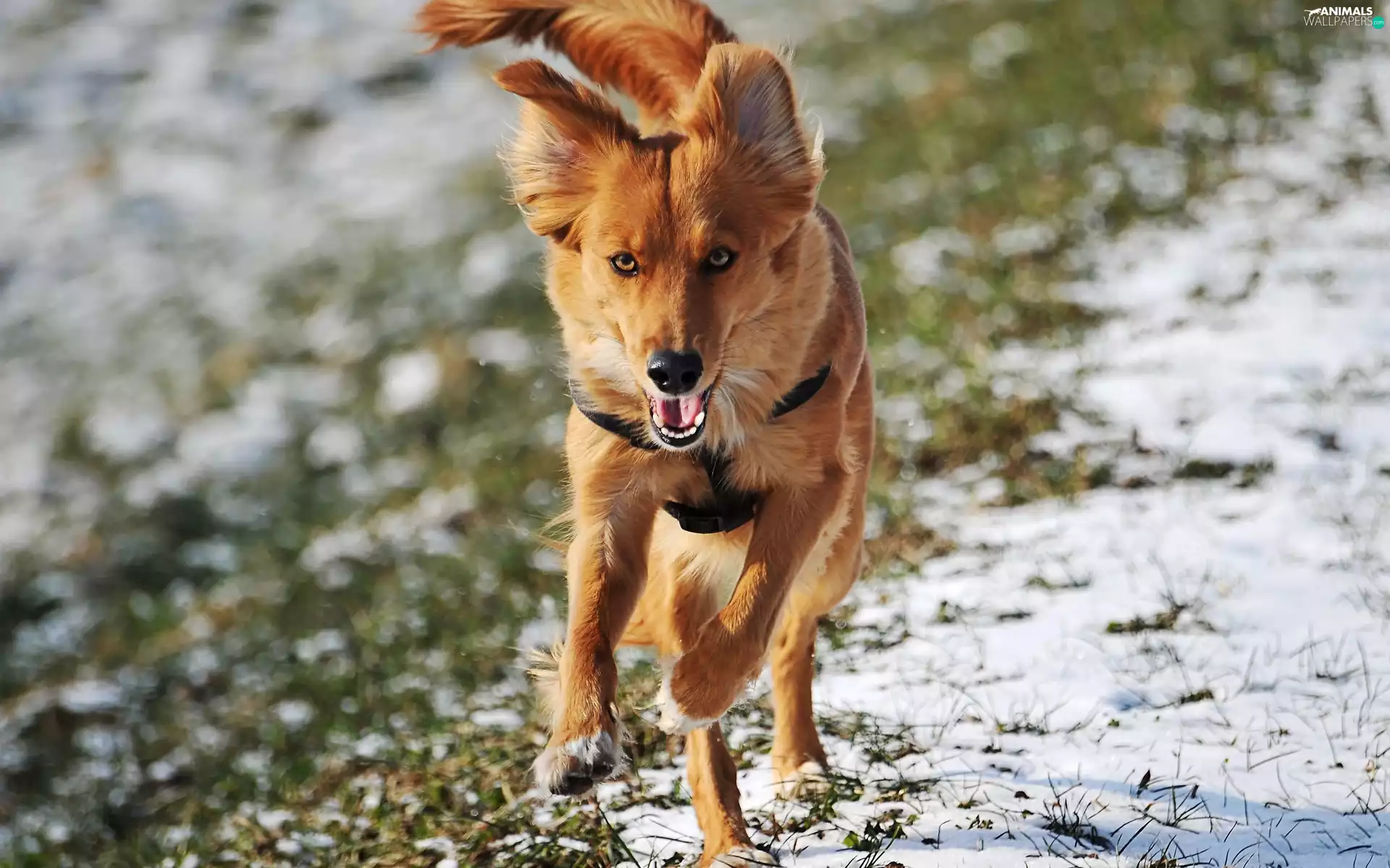 dog, winter, running