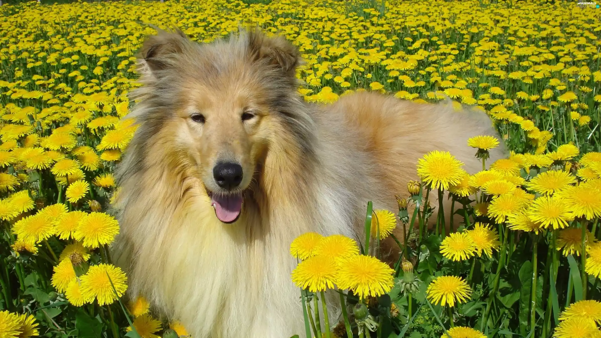 dandelions, dog, Scottish Shepherd Collie