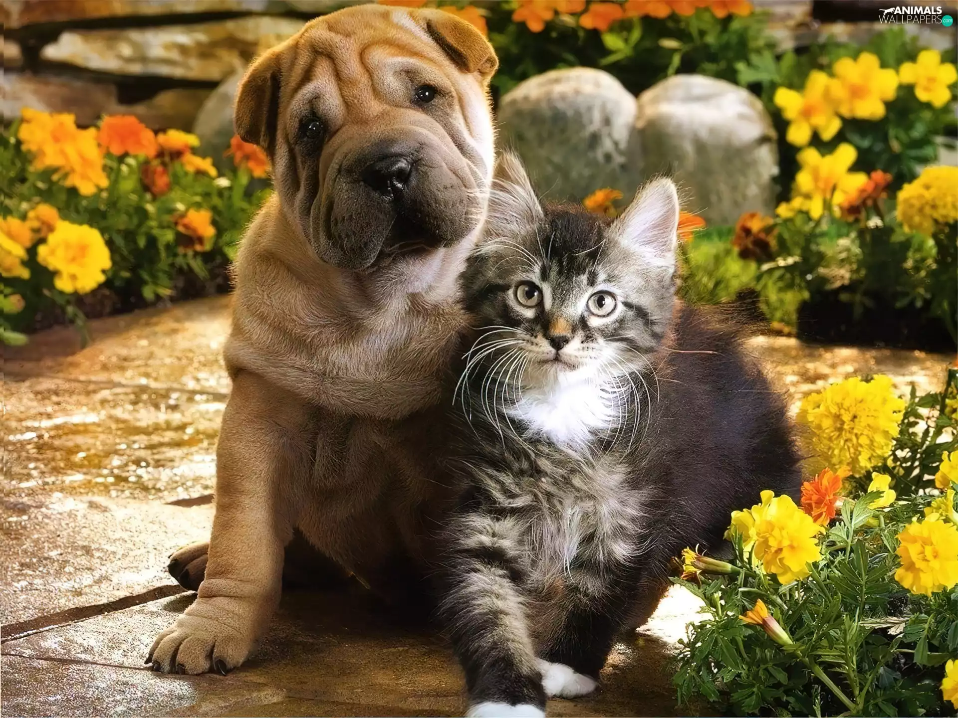 Shar Pei, cat, dog
