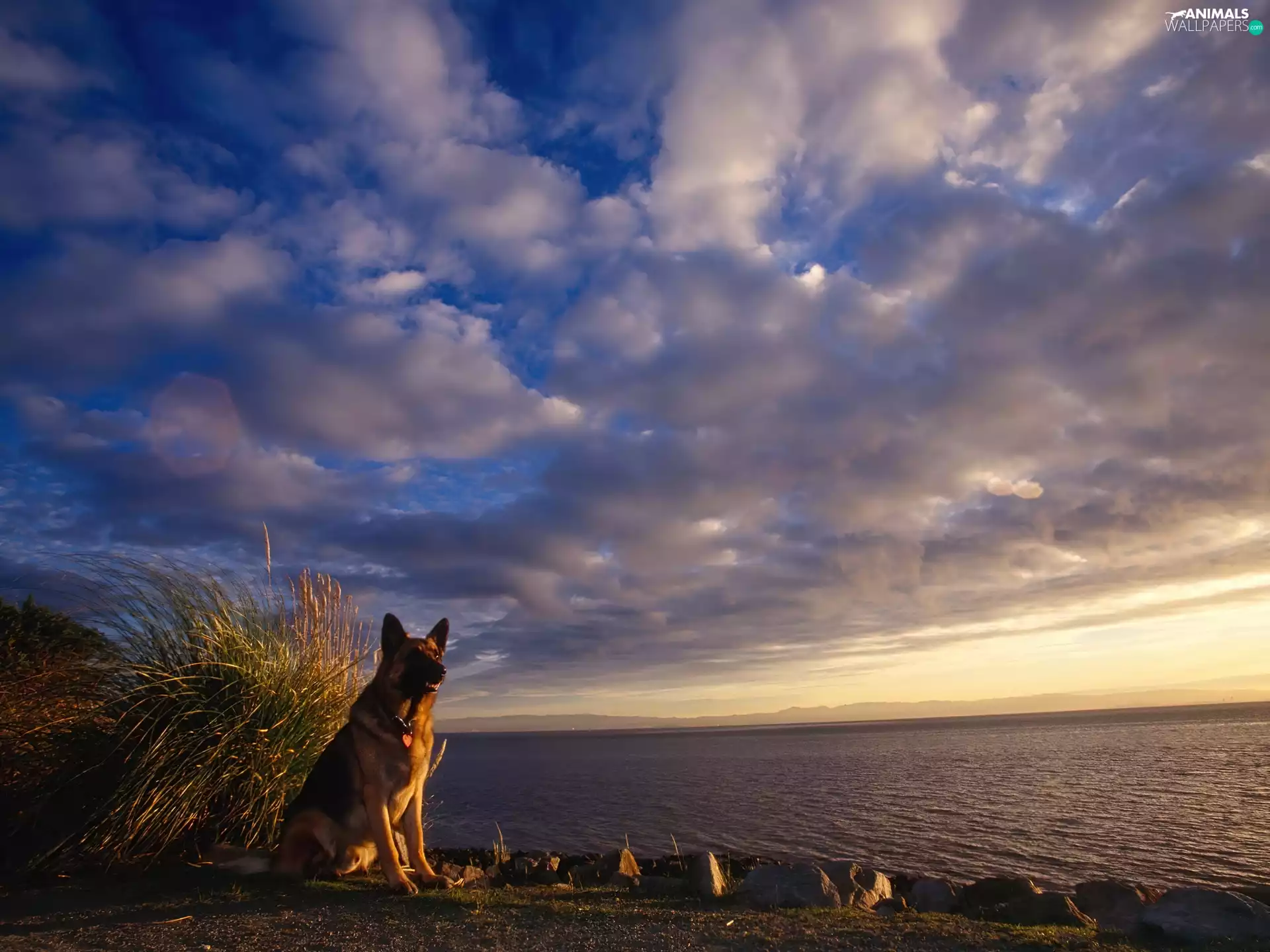 dog, German Shepherd