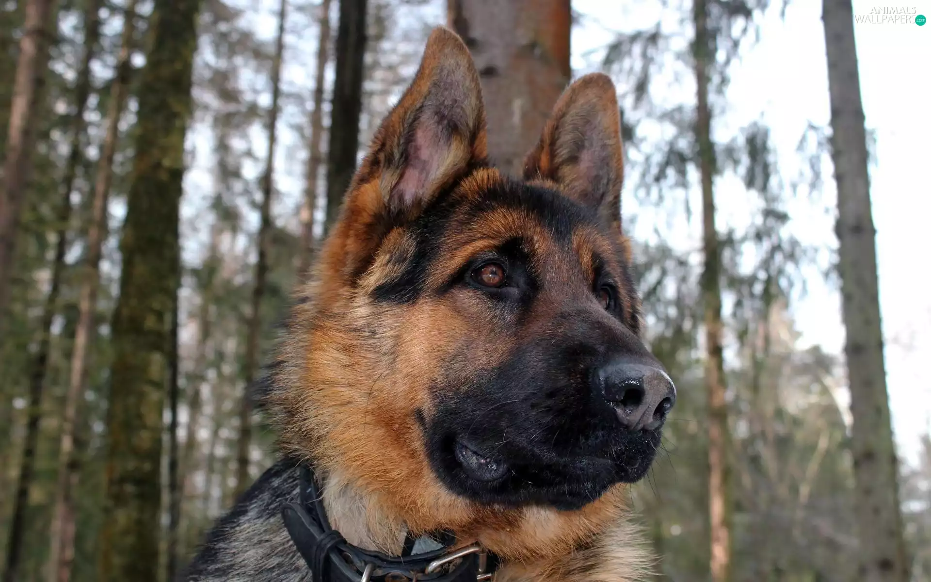 dog, German Shepherd