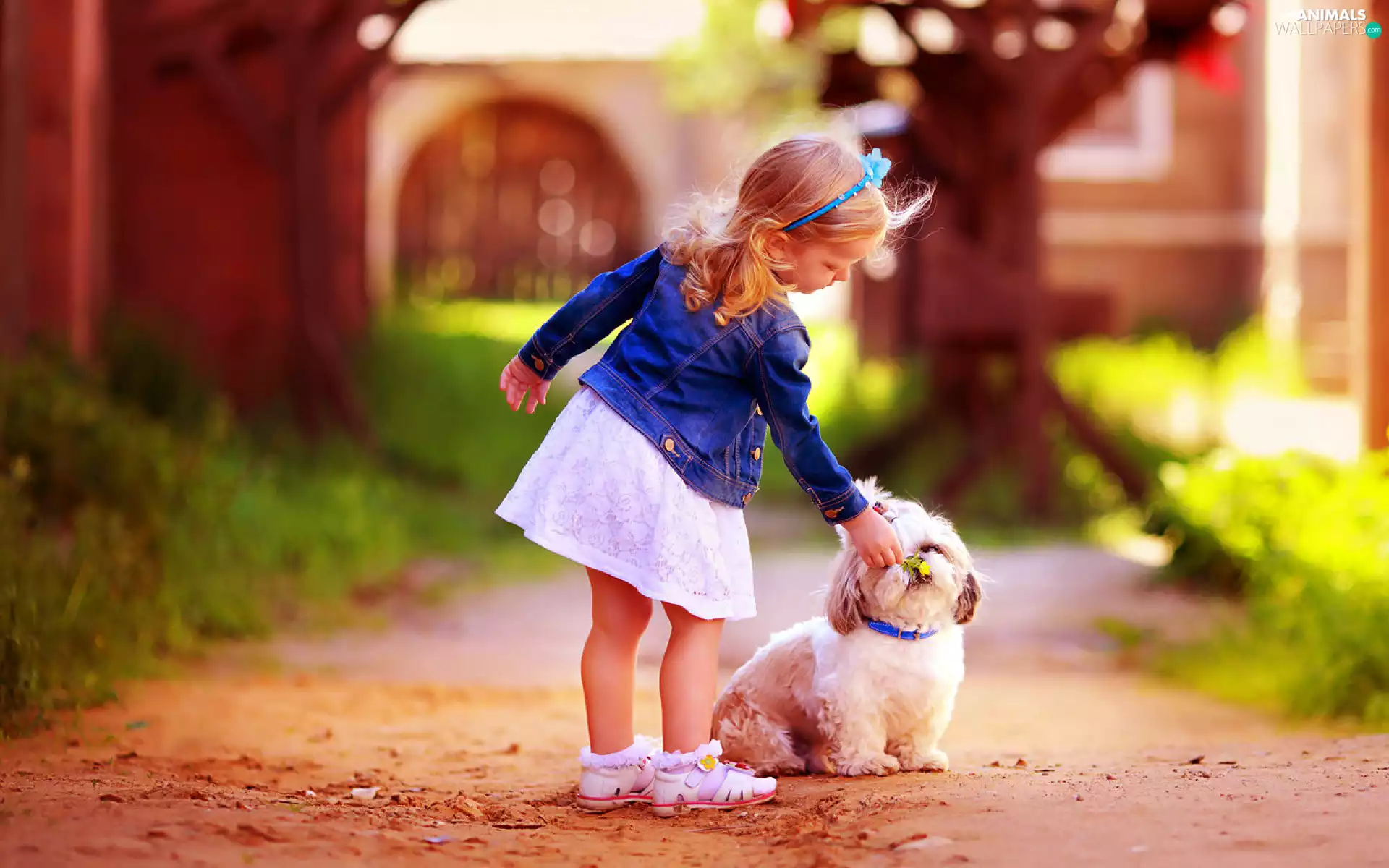 Shih Tzu, girl, dog