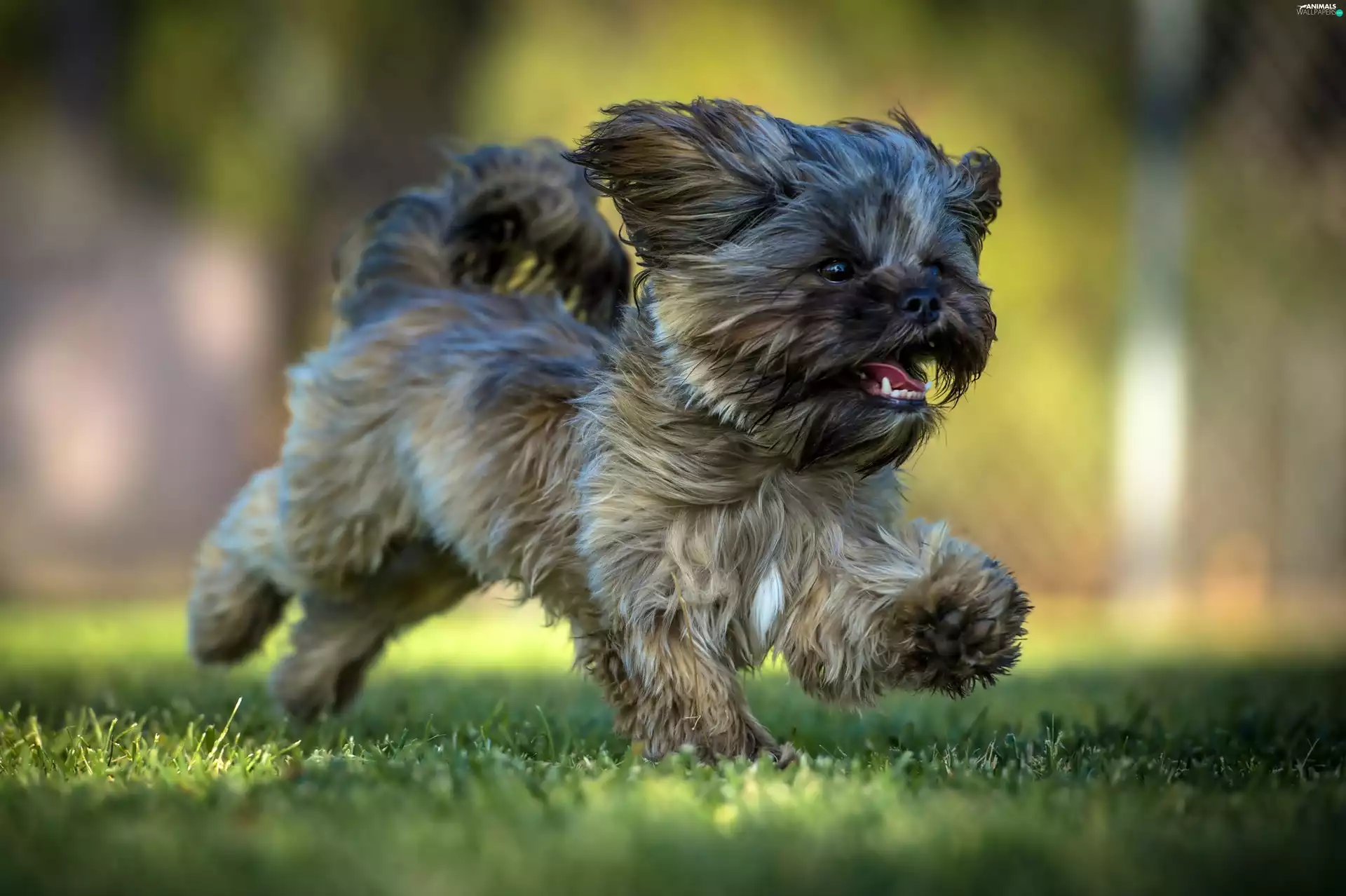 Shih Tzu, running, dog