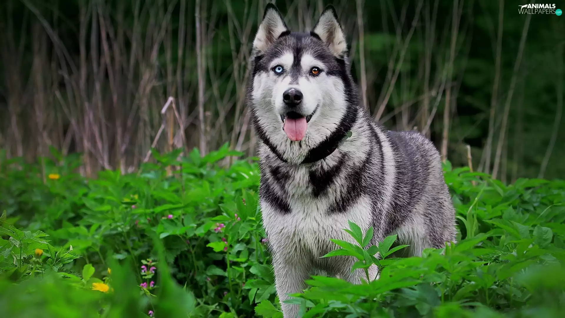 Siberian Husky, forest, dog