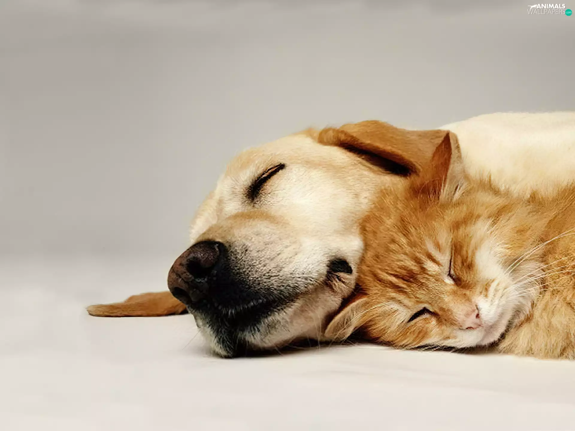 Sleeping, cat, head, dog