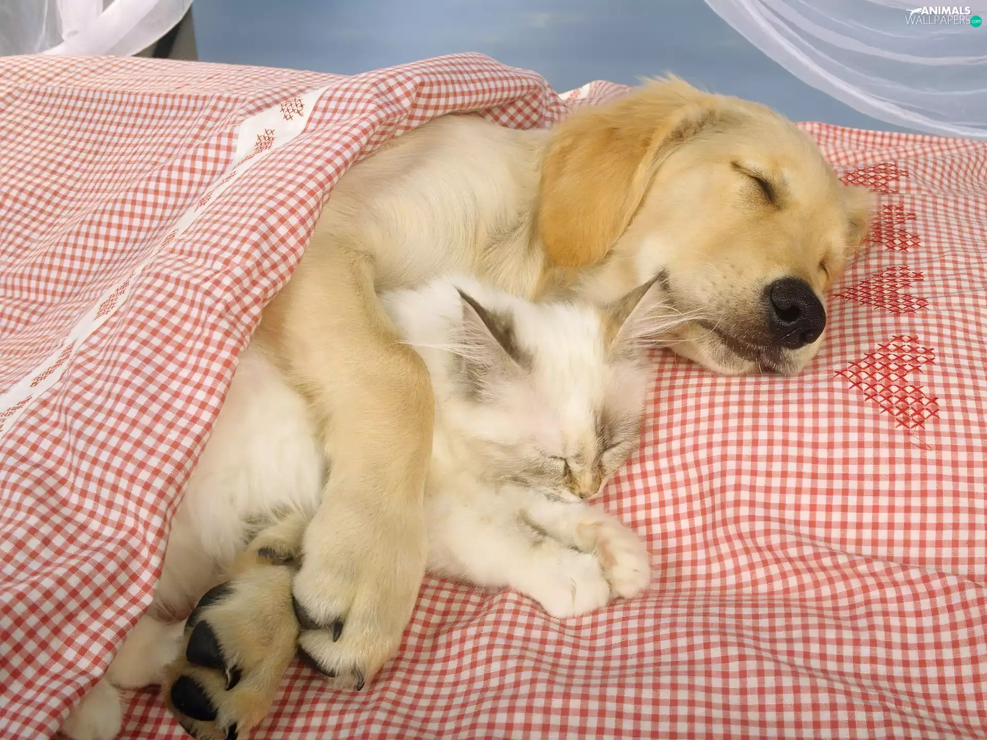 sleepy, cat, Bedding, dog