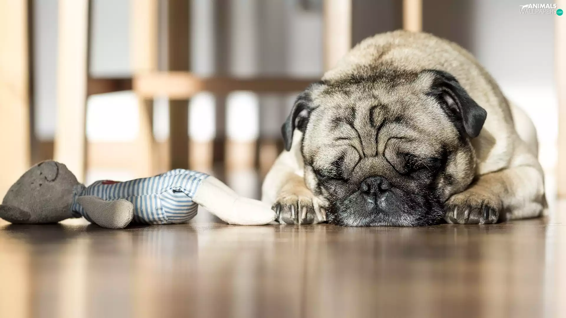 sleepy, pug, toy, dog