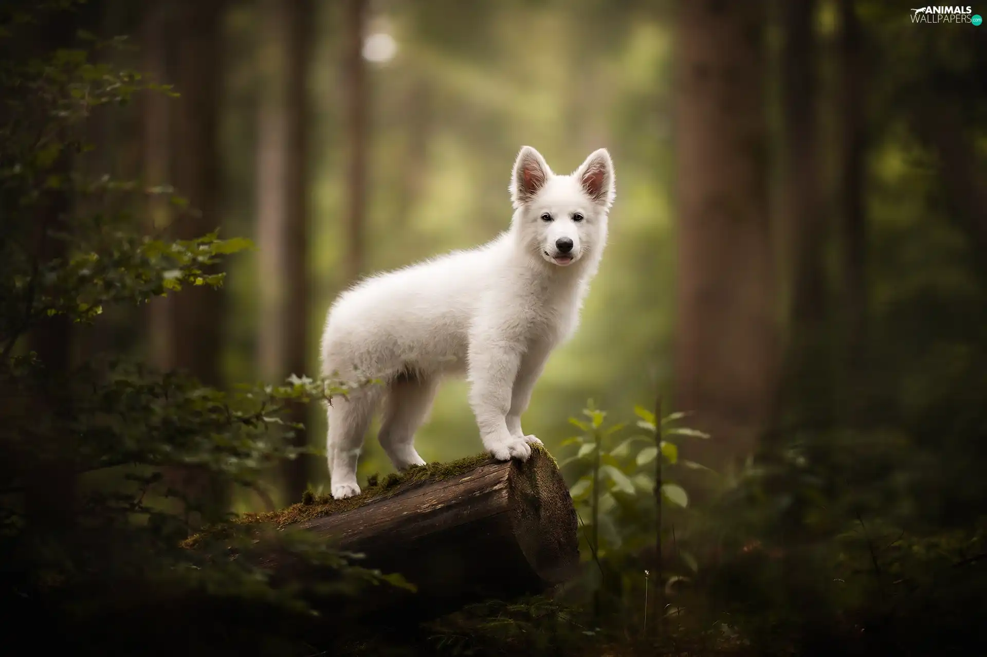 Puppy, White, snag, forest, White Swiss Shepherd, dog