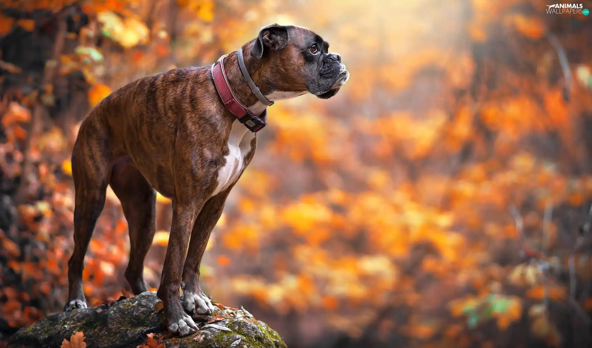 Stone, blurry background, boxer, dog-collar, dog