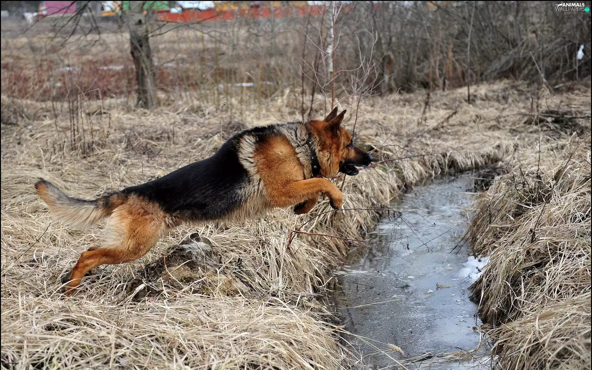 sheep-dog, stream, jump, german