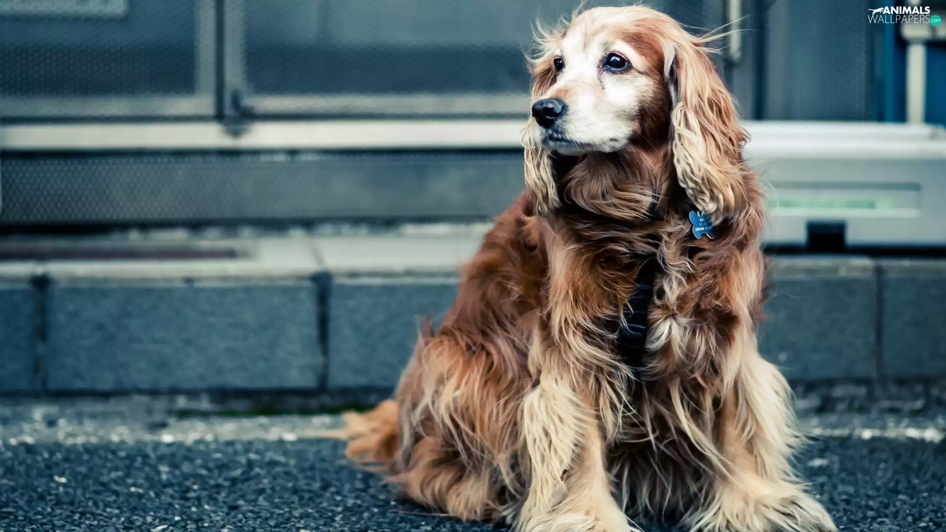 Street, Cocker Spaniel, dog