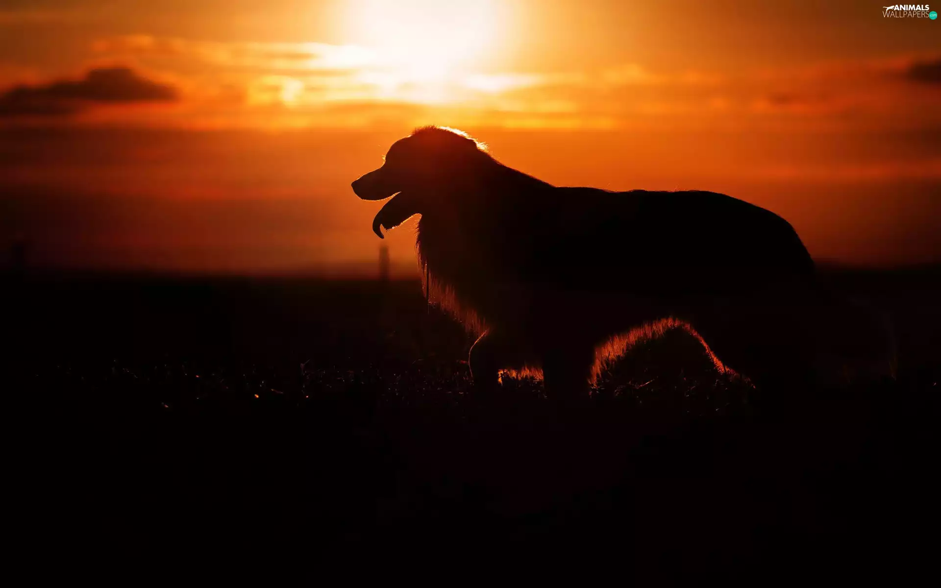 dog, Great Sunsets