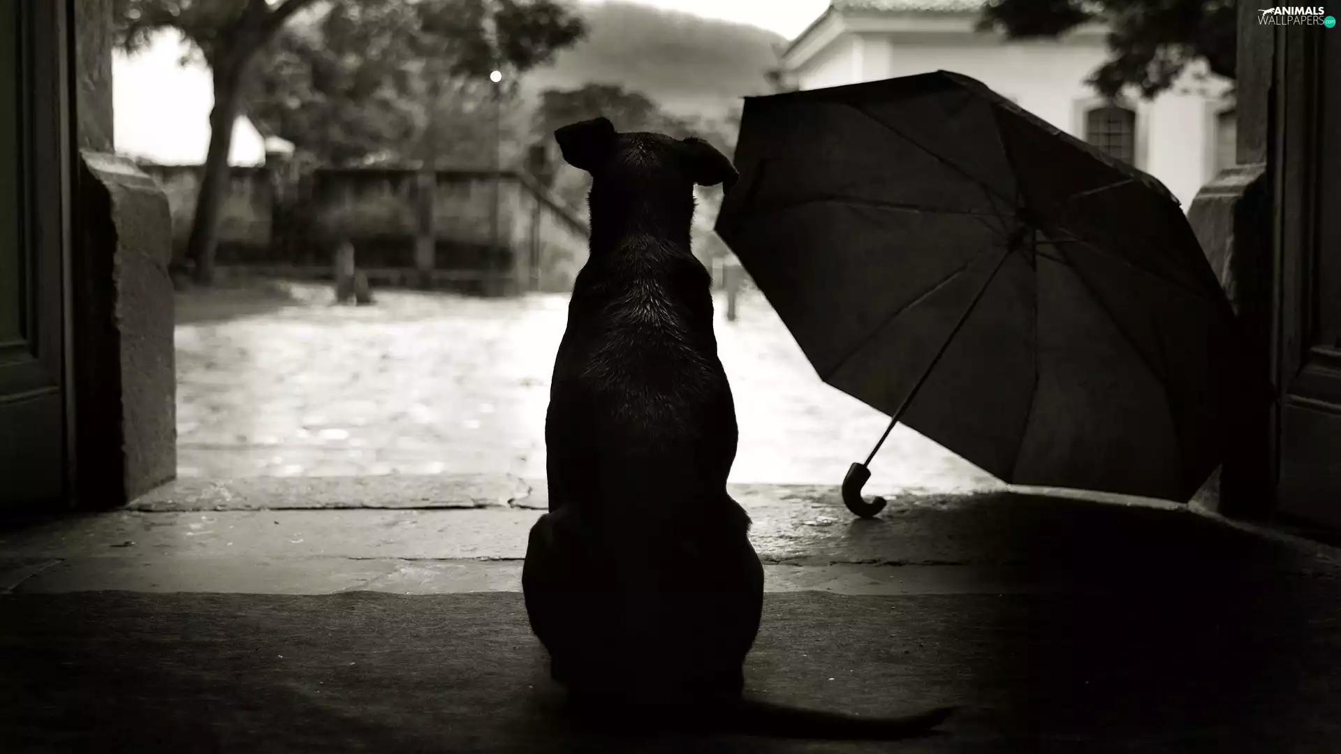 dog, Umbrella