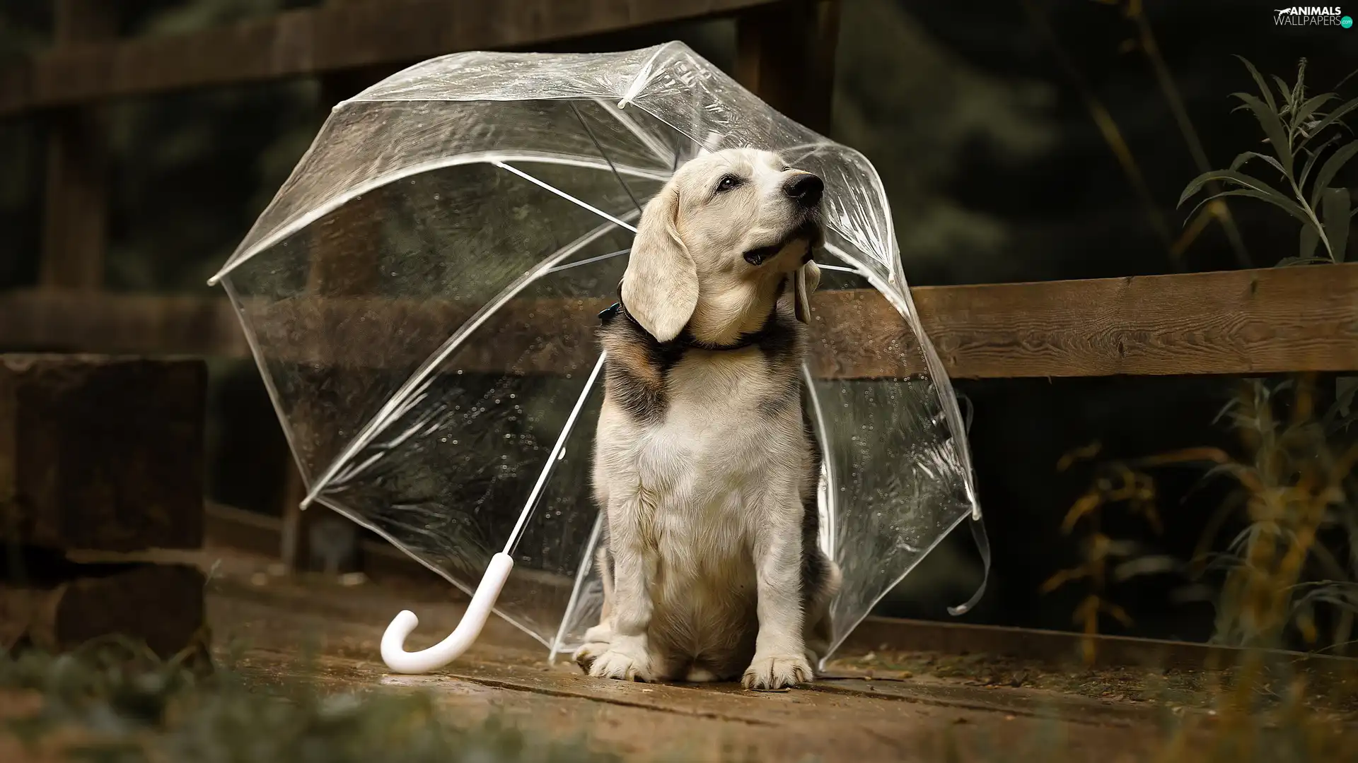 dog, umbrella