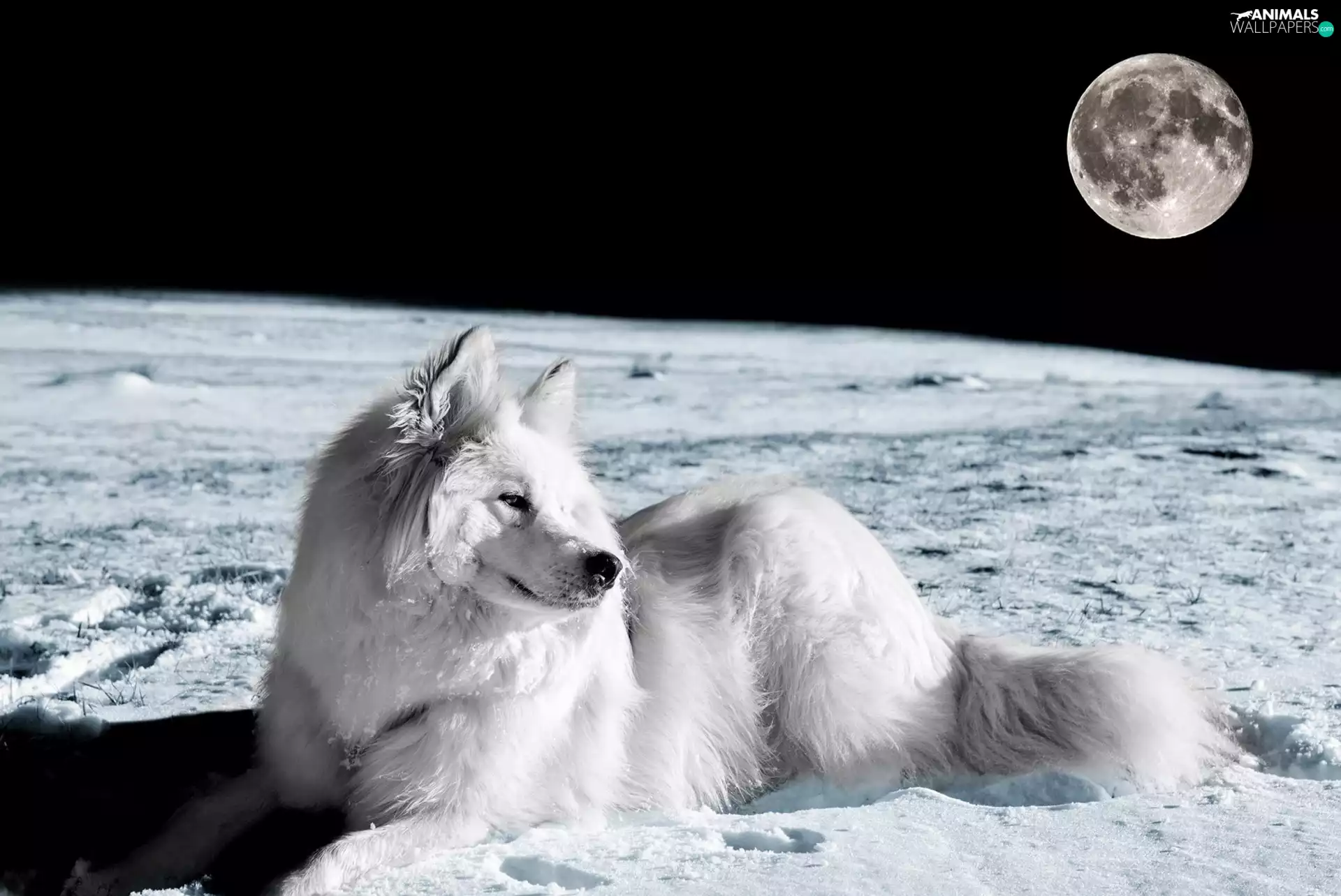White, dog, Universe, moon, Planet