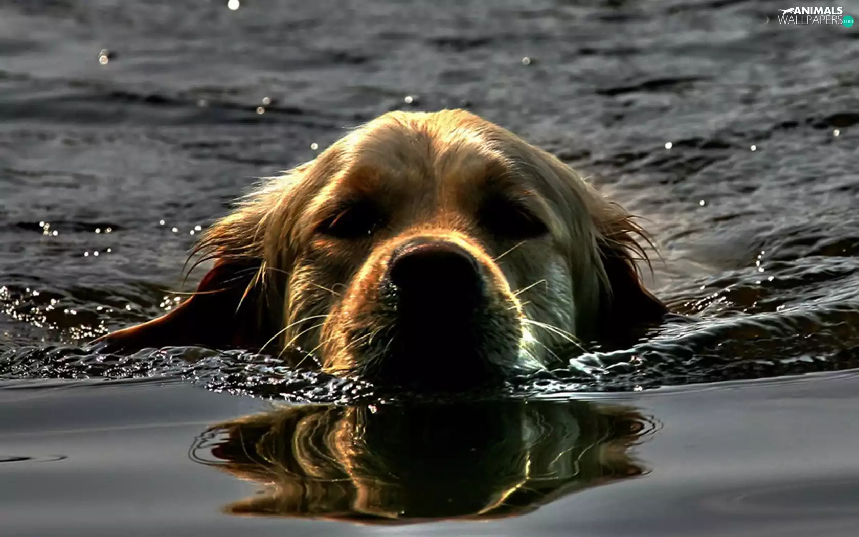 dog, water