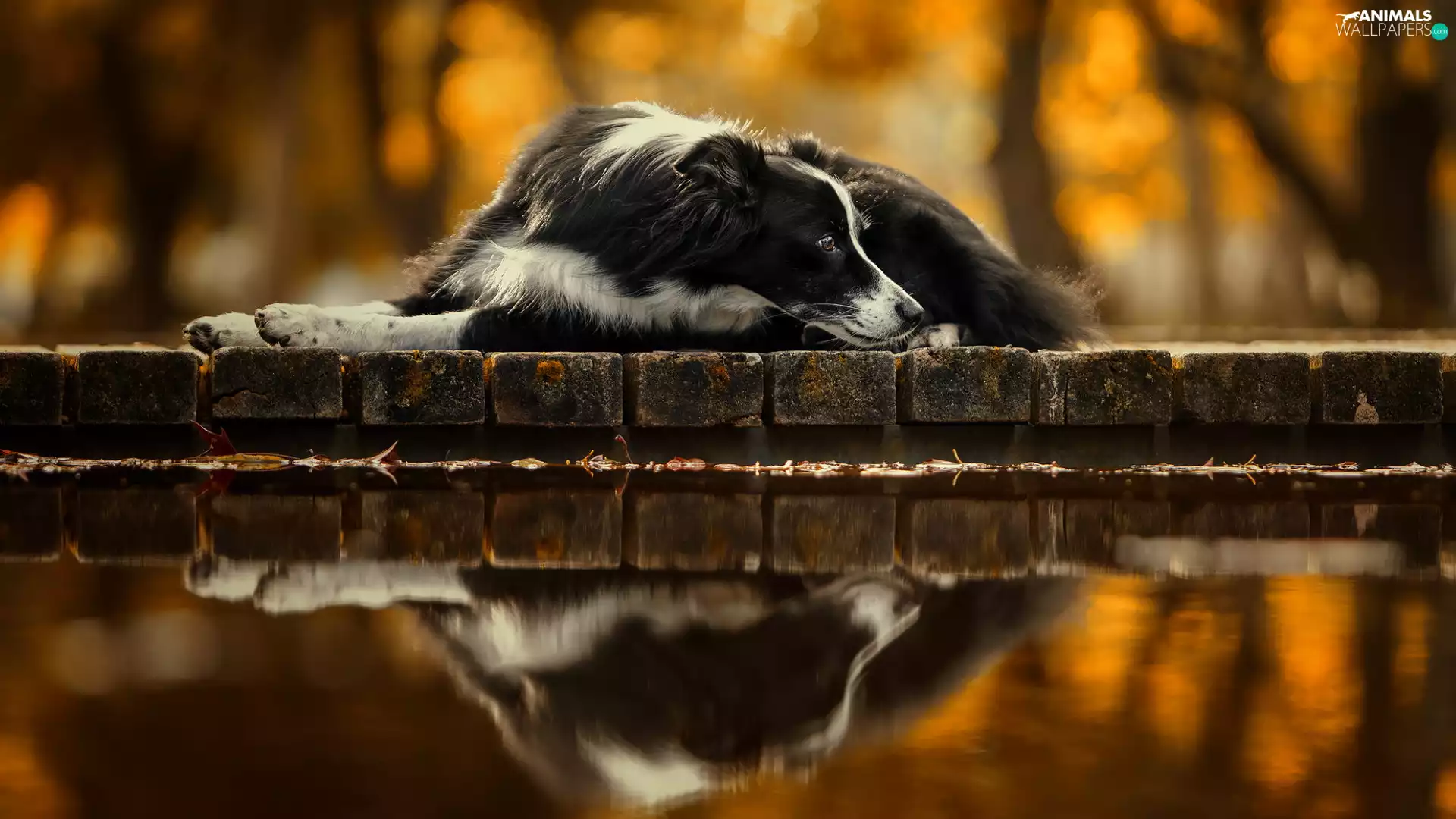 dog, lying, ledge, reflection, Border Collie, White and Black