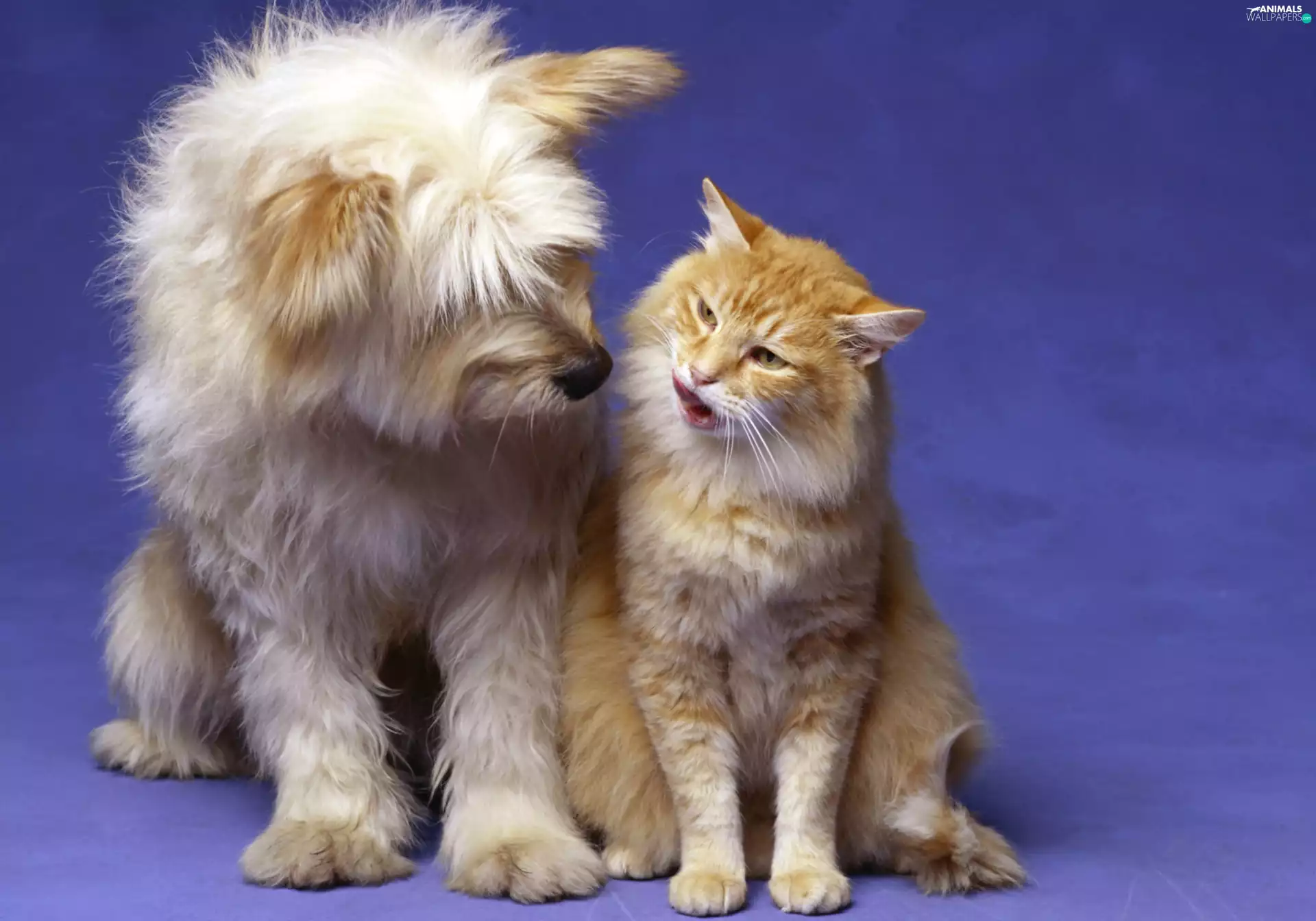 cat, russet, ginger, dog, white, White