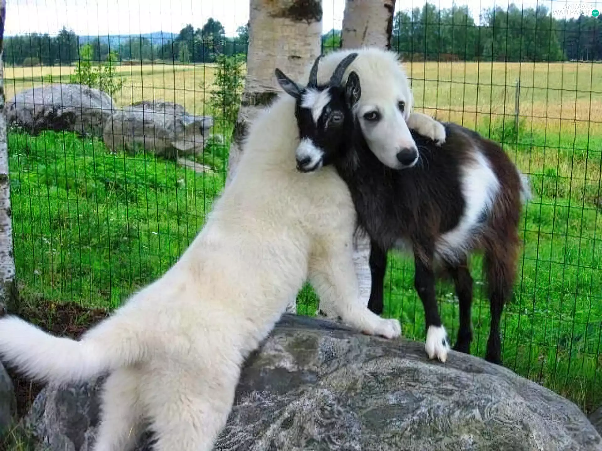 dog, goat, White