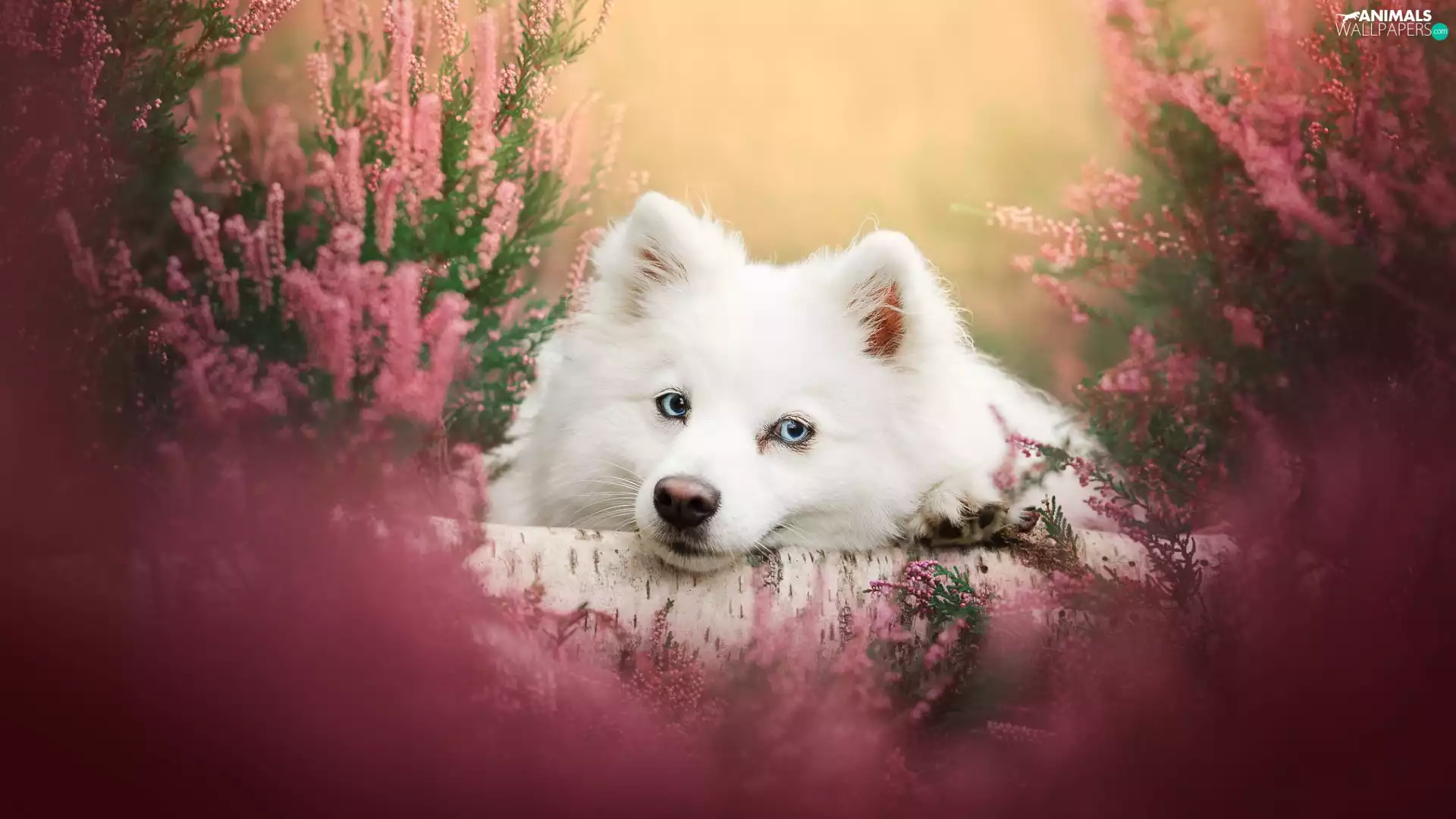 White, point, heathers, dog