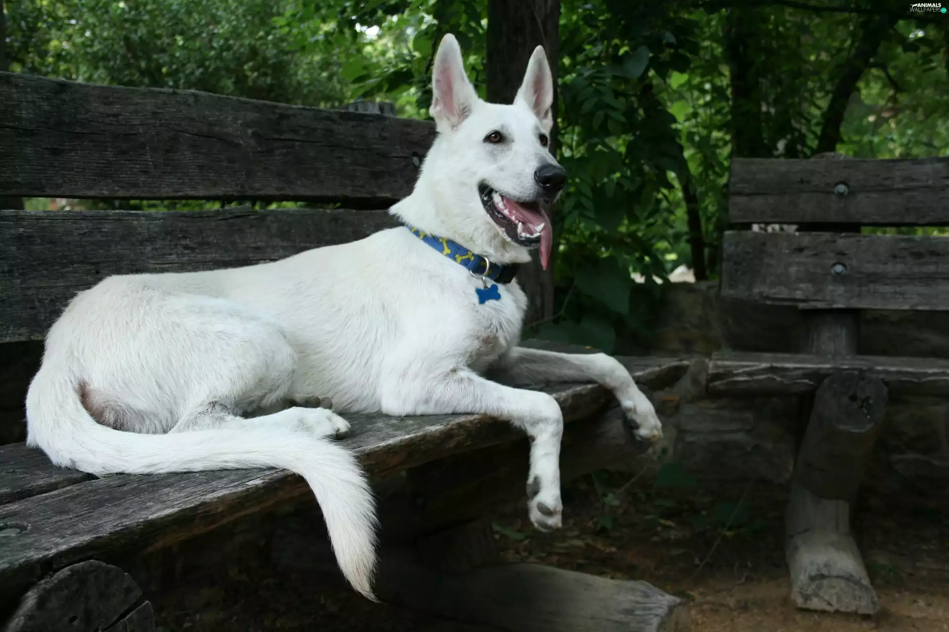 Wooden, Bench, sheep-dog, Swiss, White