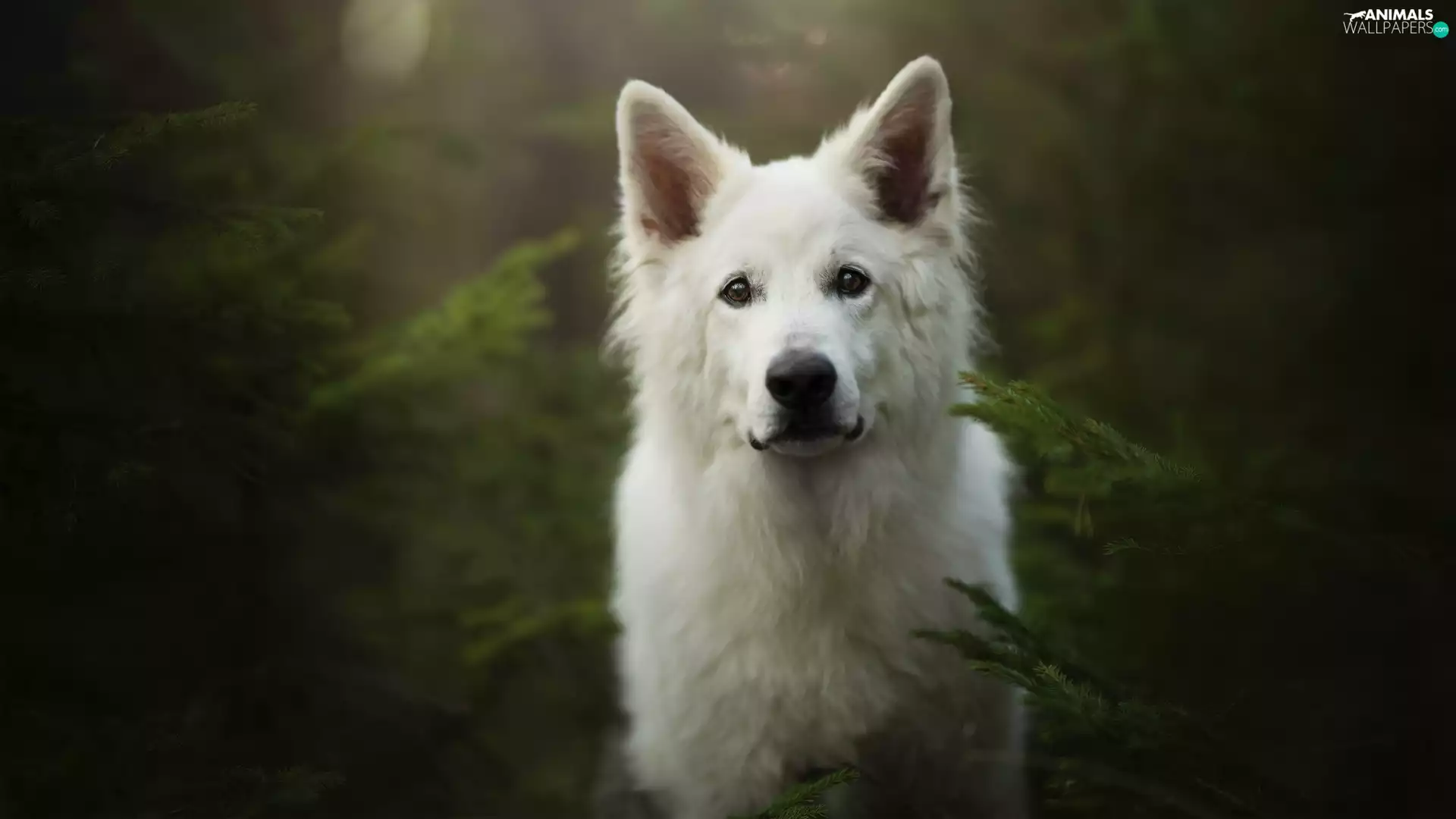 muzzle, dog, White Swiss Shepherd