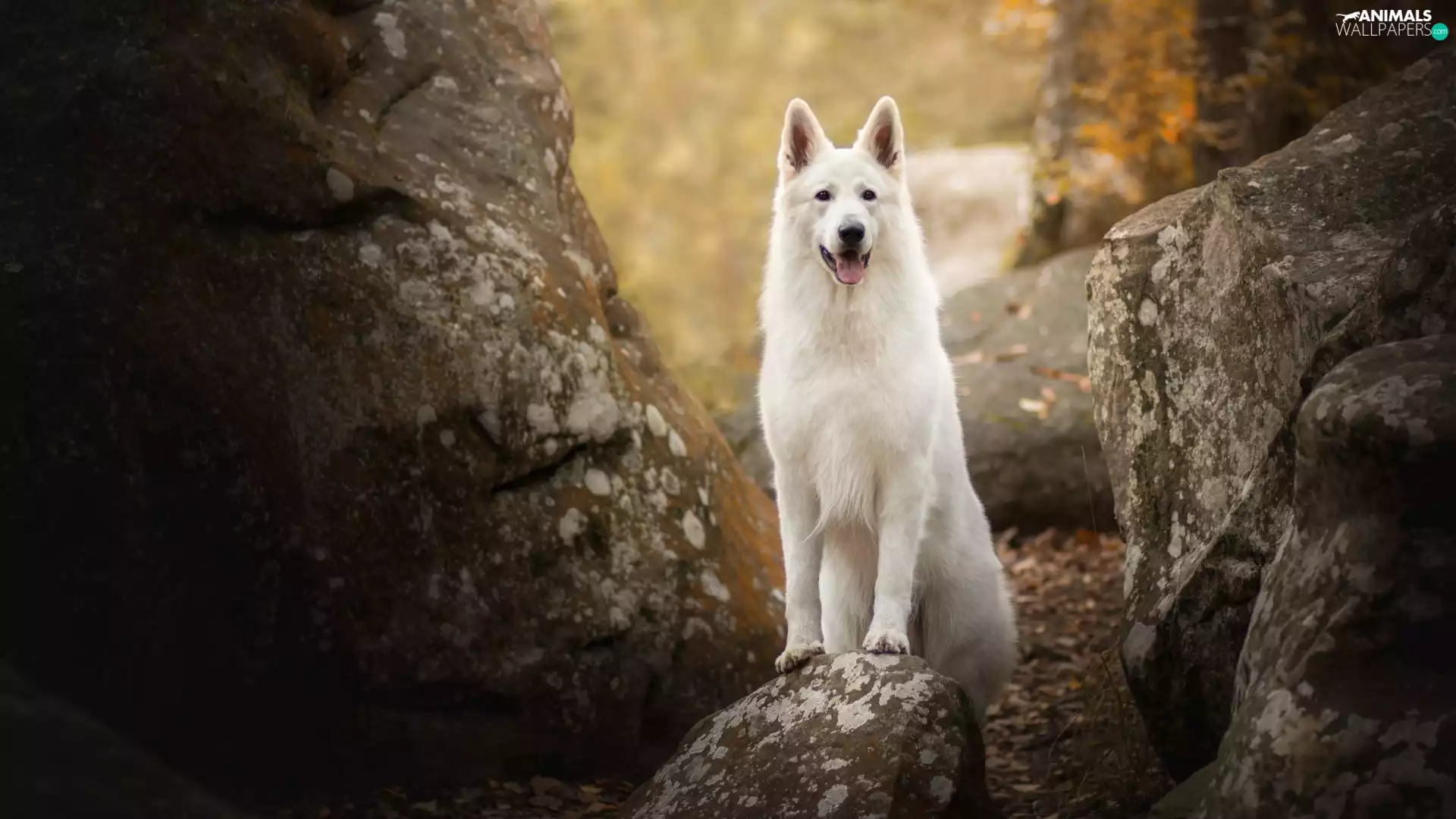 Stones, dog, White Swiss Shepherd