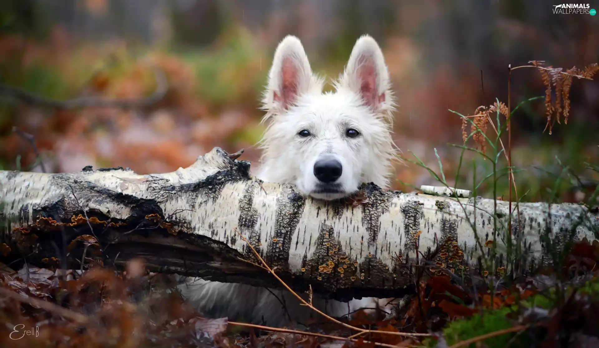trunk, dog, White Swiss Shepherd