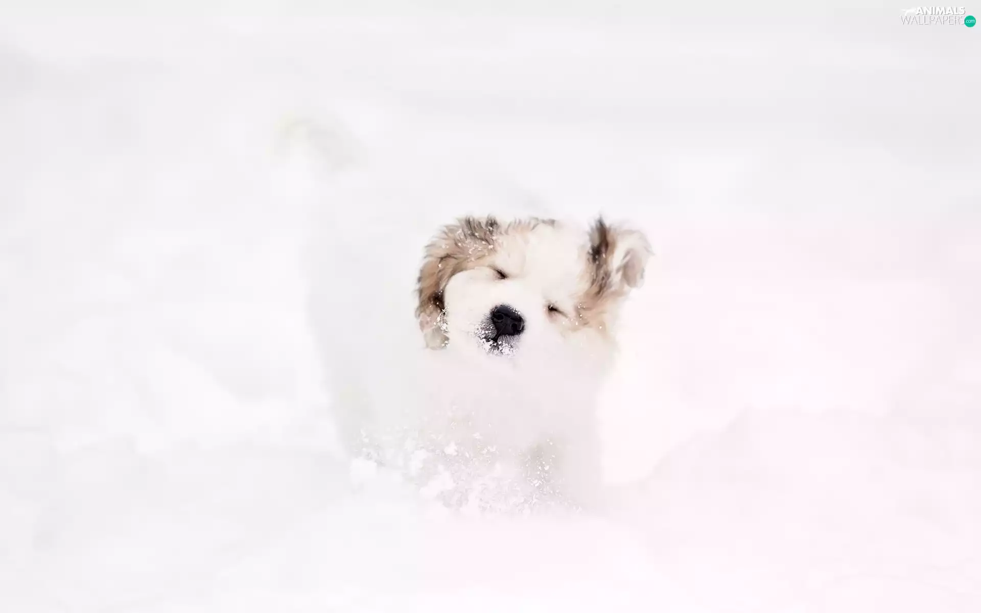 White, winter, snow, dog