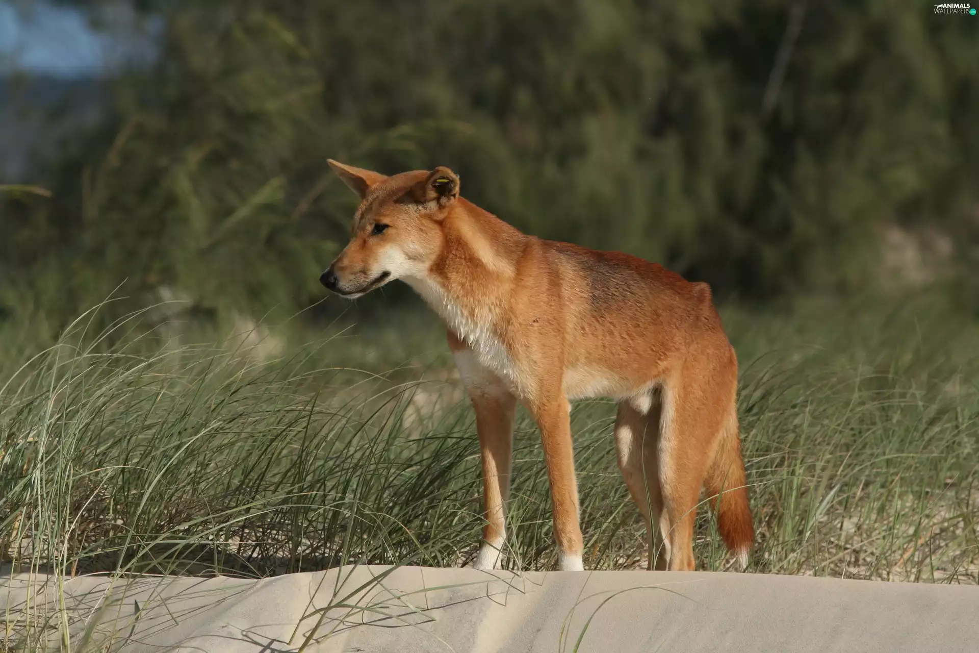 wild, dingo, grass, dog