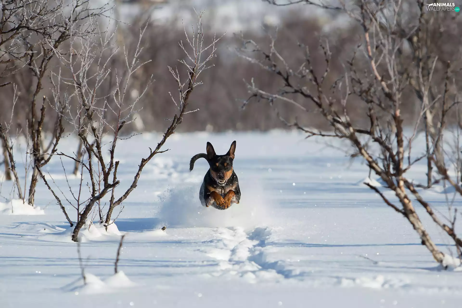 winter, snow, Bush, dog
