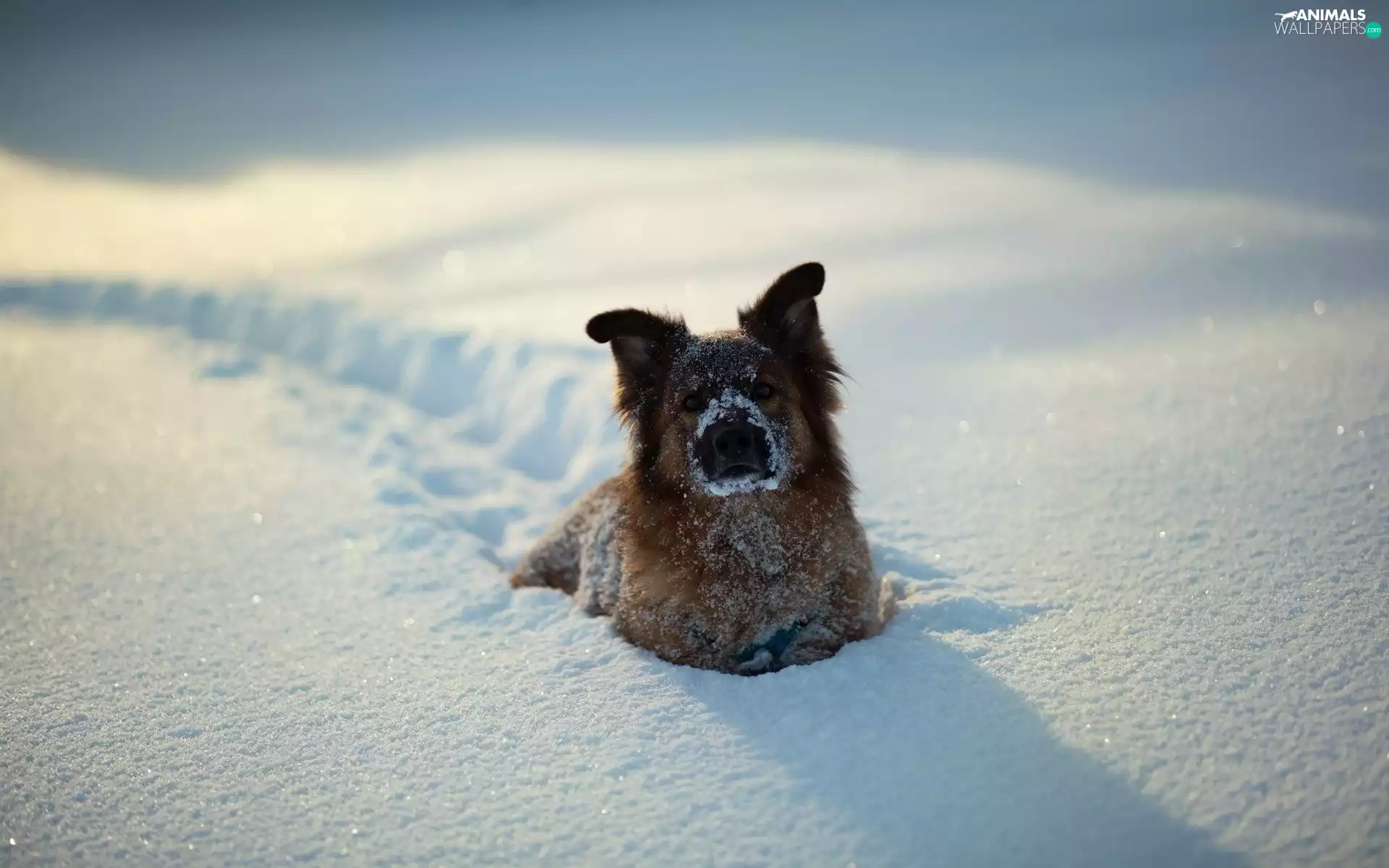 winter, many, snow, dog