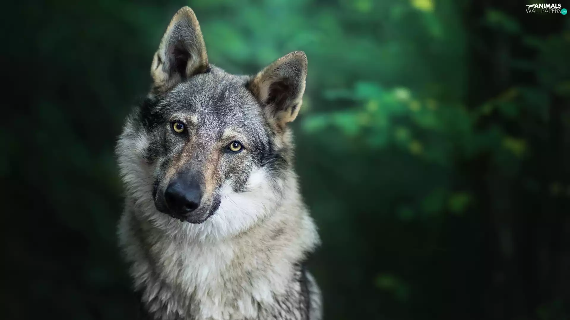 dog, Czechoslovakian Wolfdog