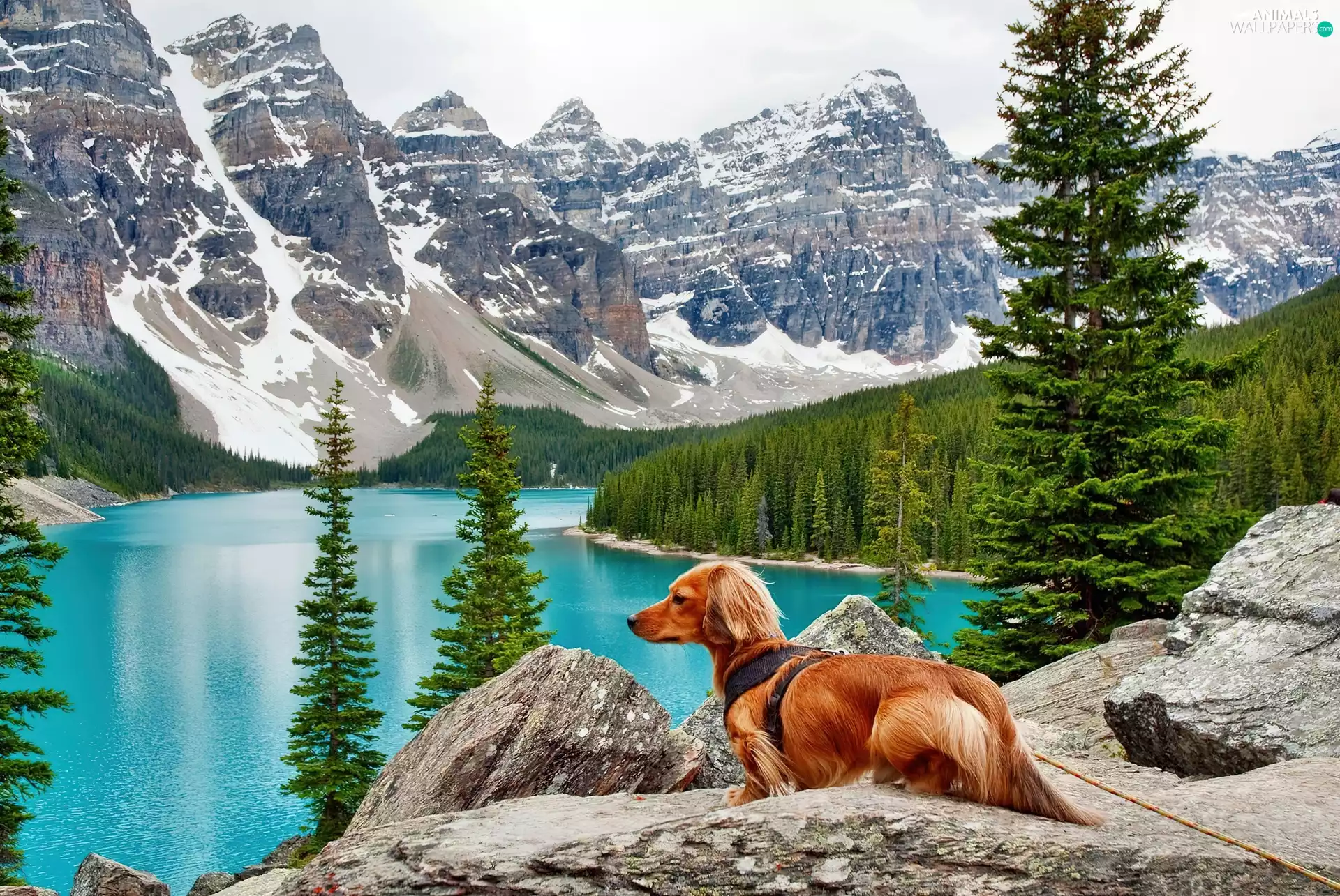 rocks, dog, woods, lake, Mountains