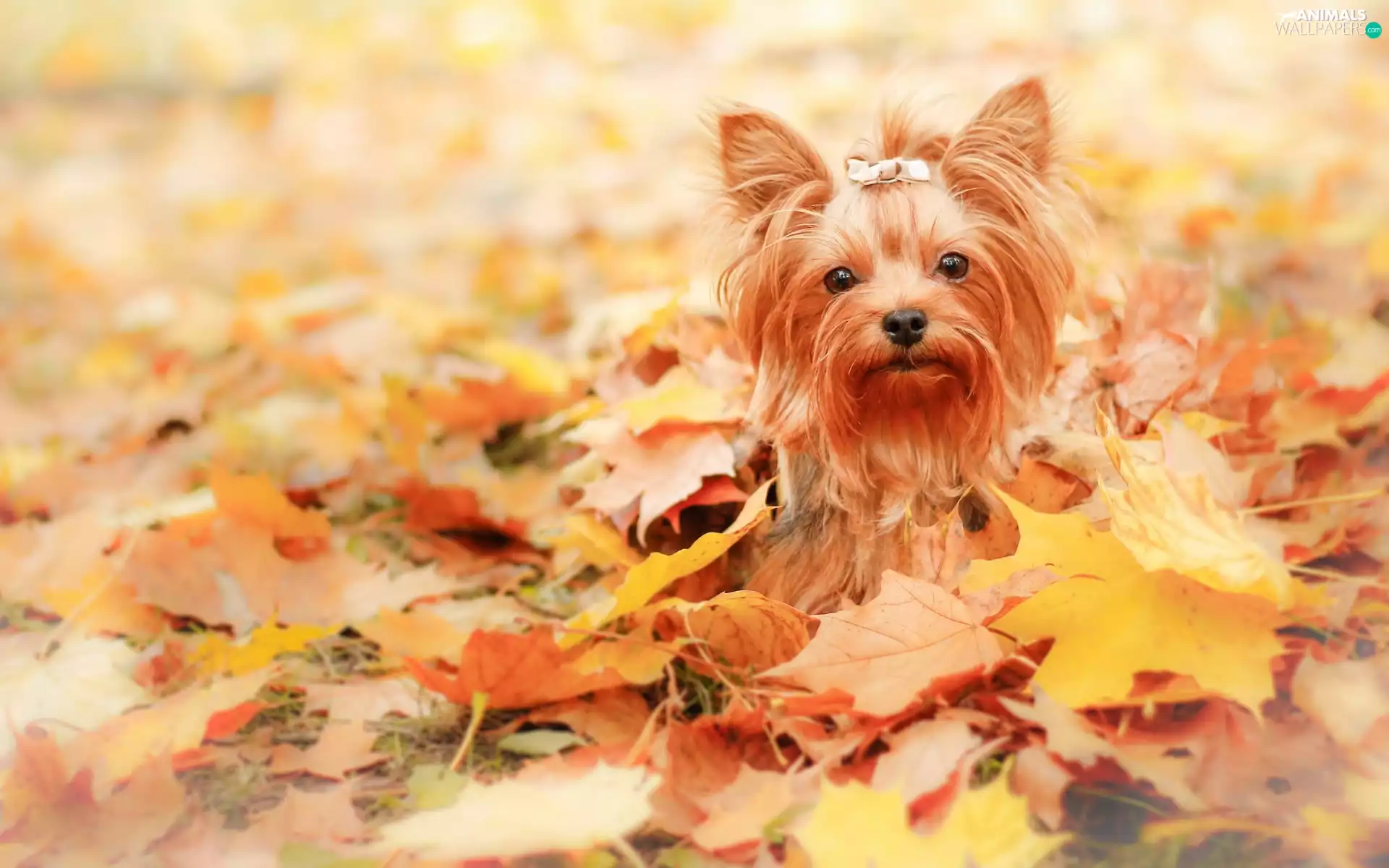 autumn, dog, Yorkshire Terrier, Leaf