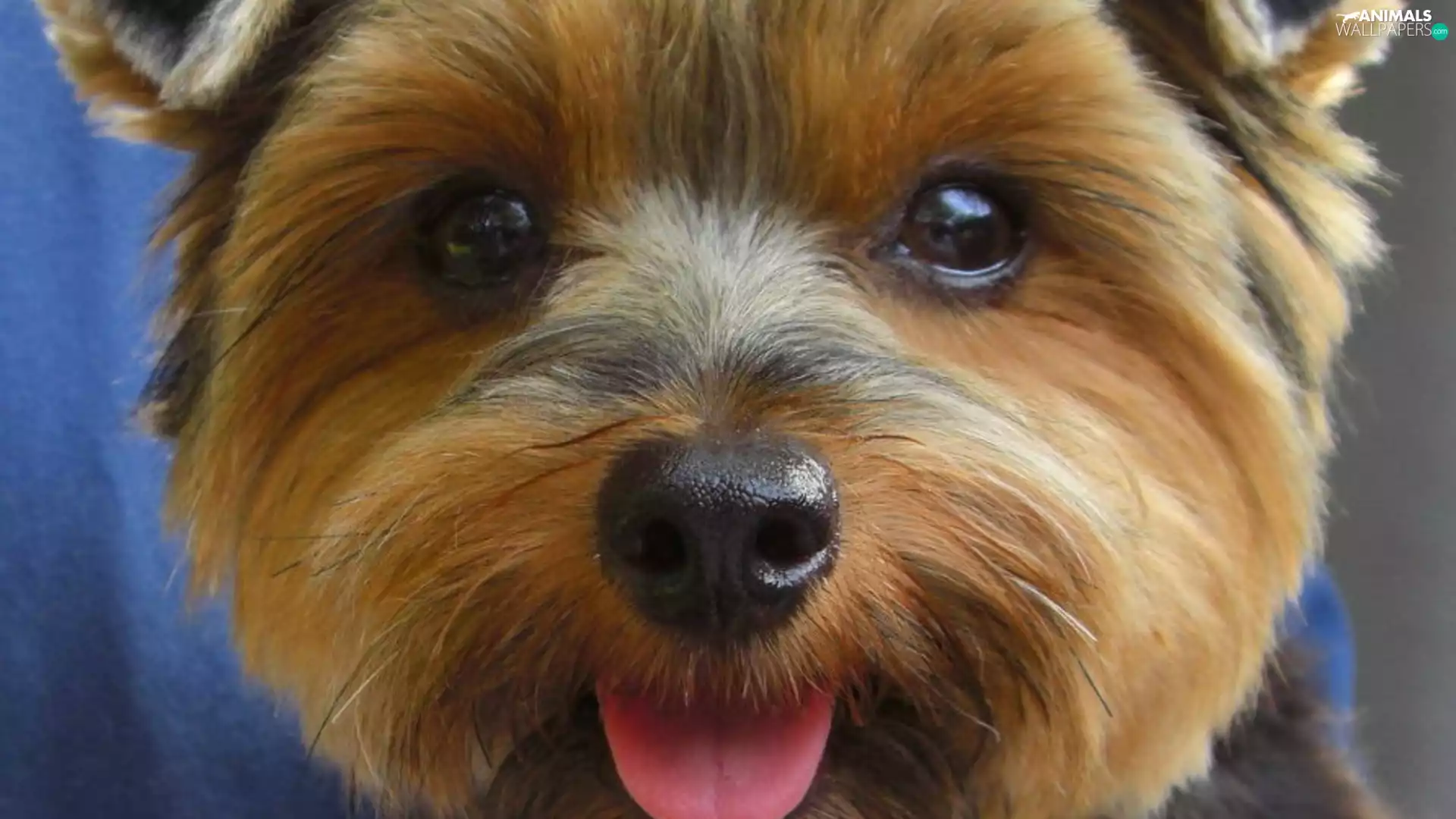 Yorkshire Terrier, muzzle, dog